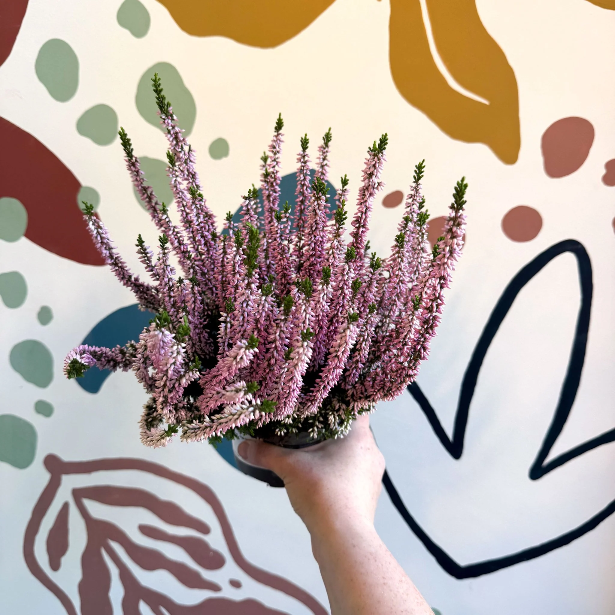 Calluna vulgaris ‘Beauty Ladies® Roze’ – Pink Heather - Image 4