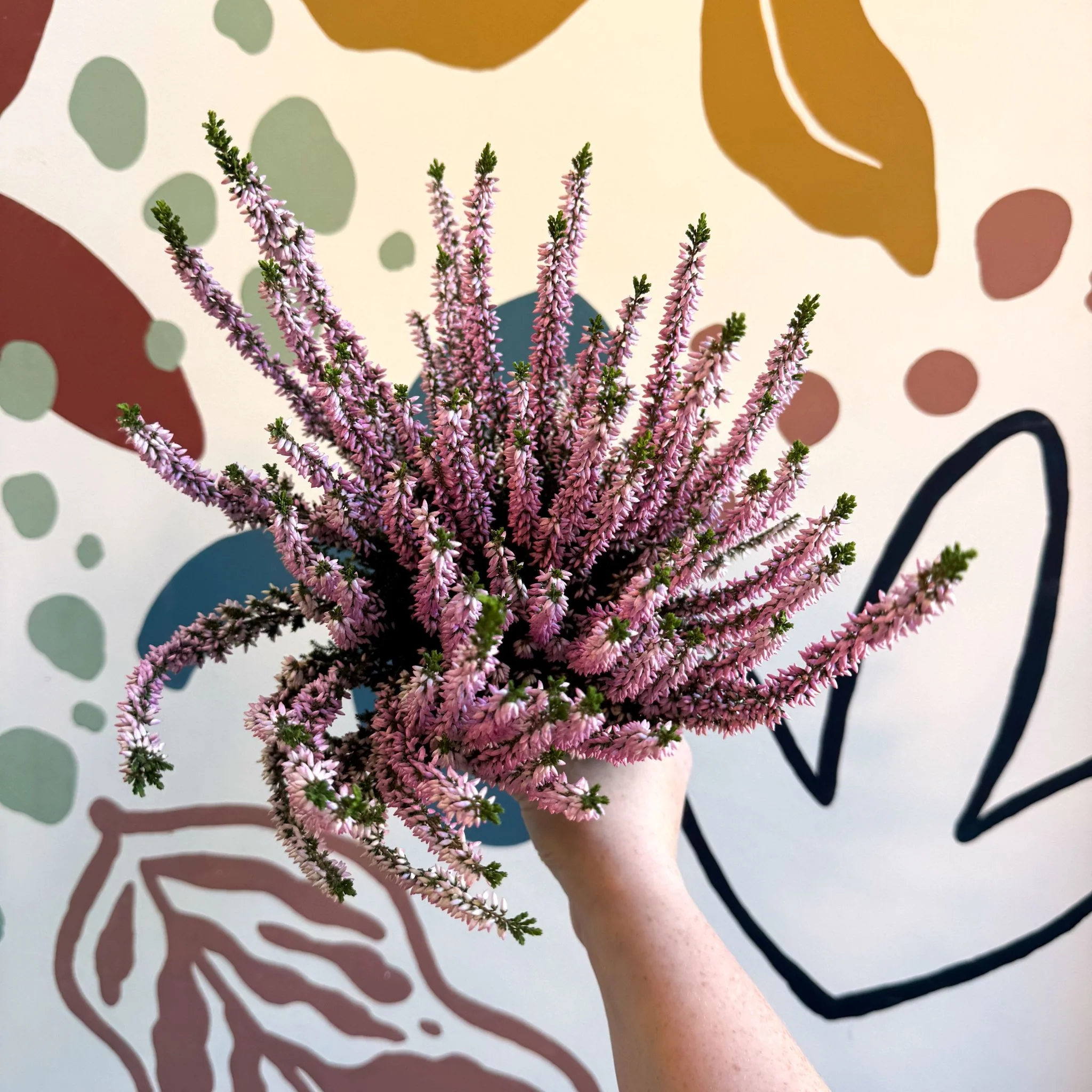 Calluna vulgaris ‘Beauty Ladies® Roze’ – Pink Heather - Image 5