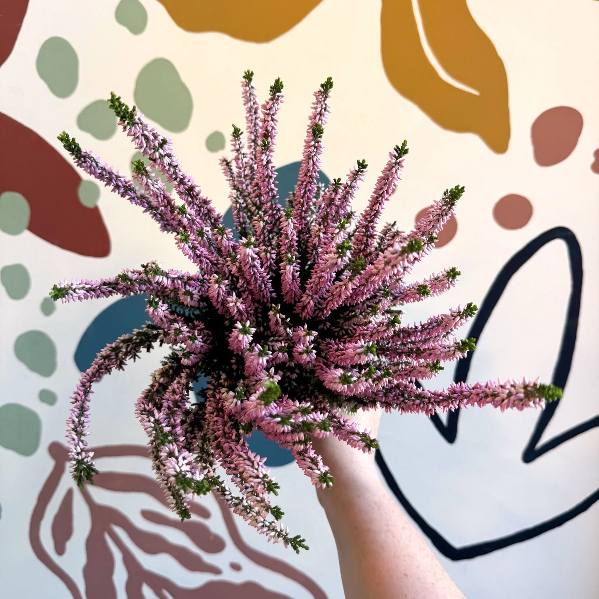 Calluna vulgaris ‘Beauty Ladies® Roze’ – Pink Heather - Image 6