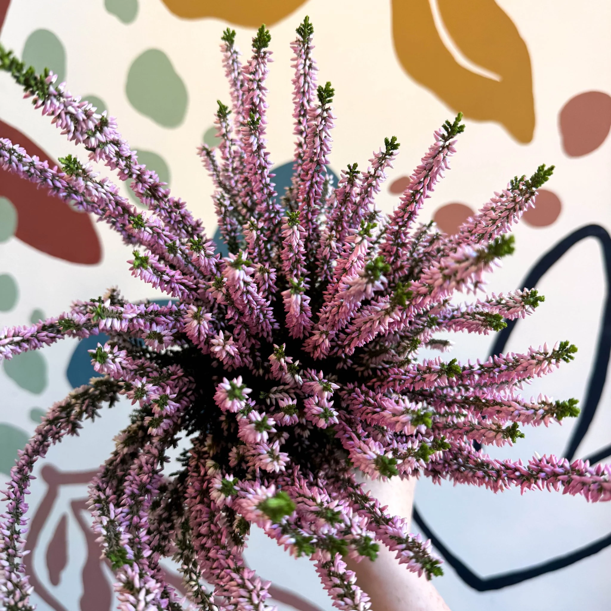Calluna vulgaris ‘Beauty Ladies® Roze’ – Pink Heather - Image 7