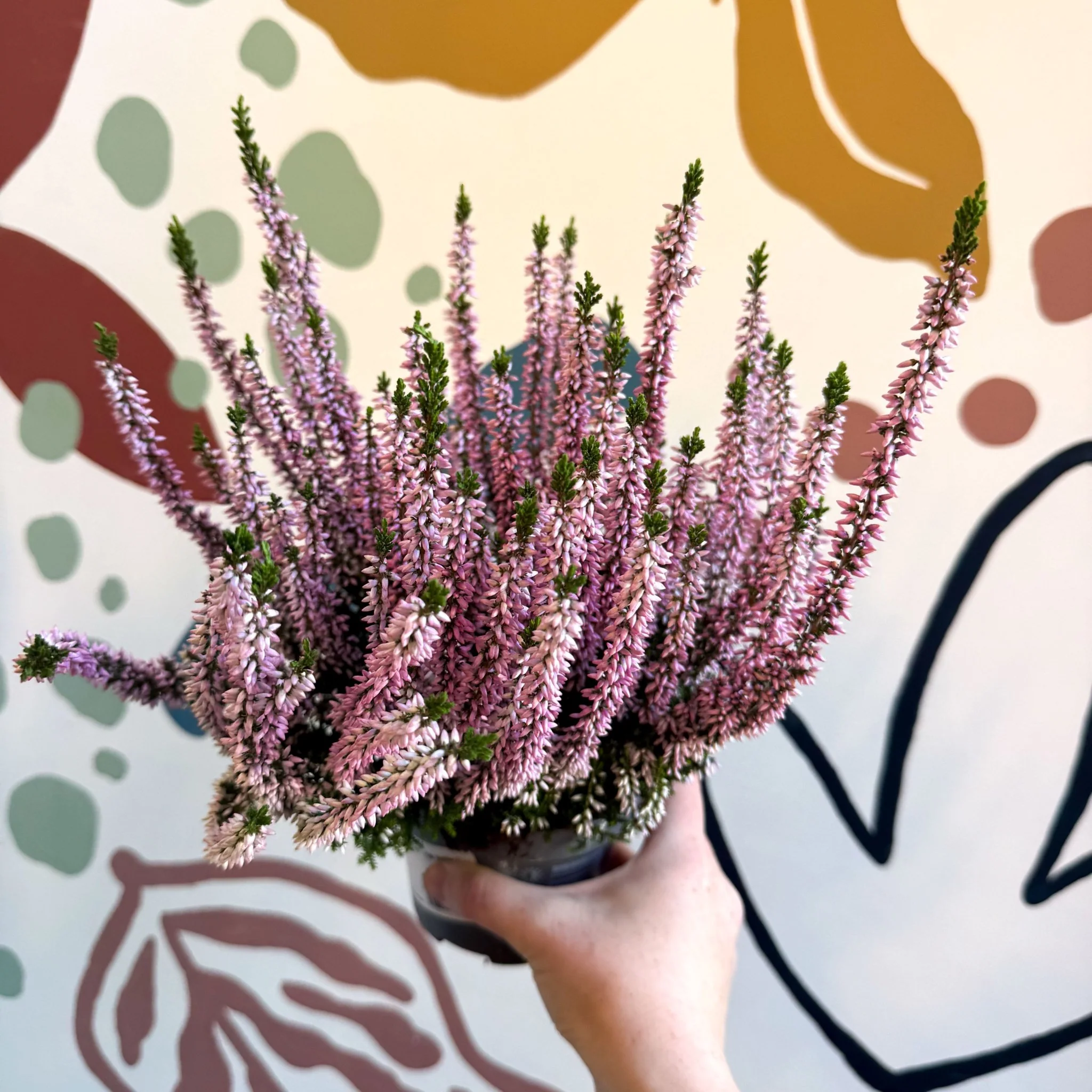 Calluna vulgaris ‘Beauty Ladies® Roze’ – Pink Heather - Image 8