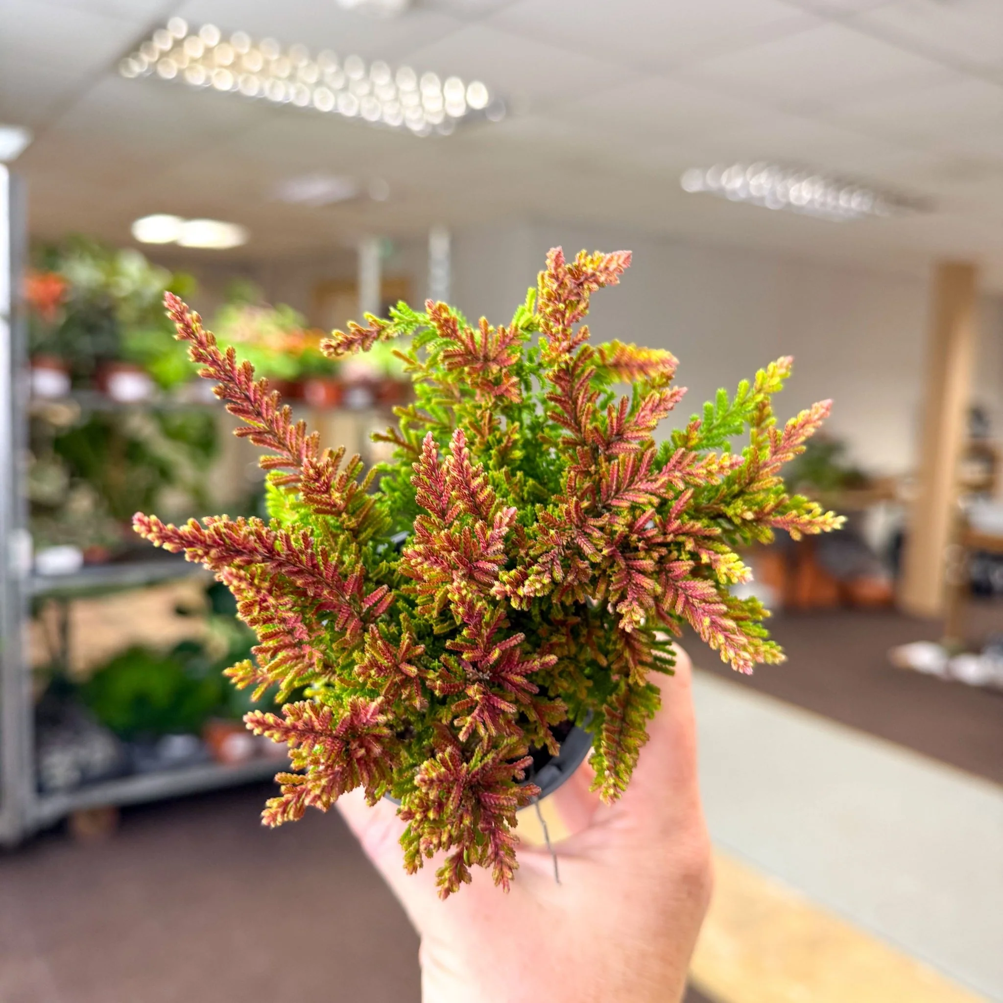 Calluna vulgaris âBeauty LadiesÂź Skyline Dallasâ â Burnt Orange Red Heather - Image 2
