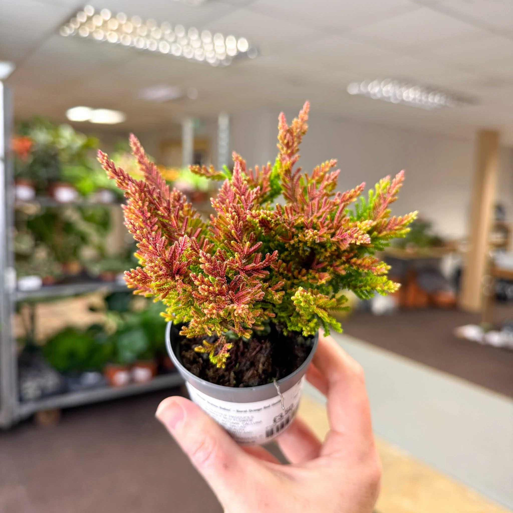 Calluna vulgaris âBeauty LadiesÂź Skyline Dallasâ â Burnt Orange Red Heather - Image 3
