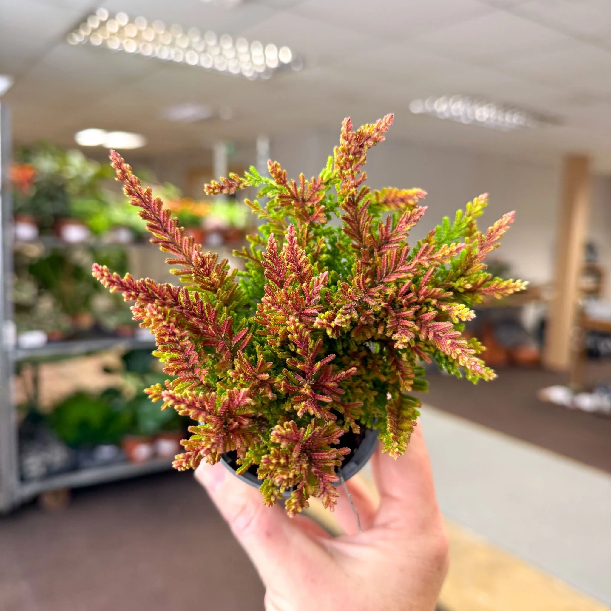 Calluna vulgaris âBeauty LadiesÂź Skyline Dallasâ â Burnt Orange Red Heather - Image 4