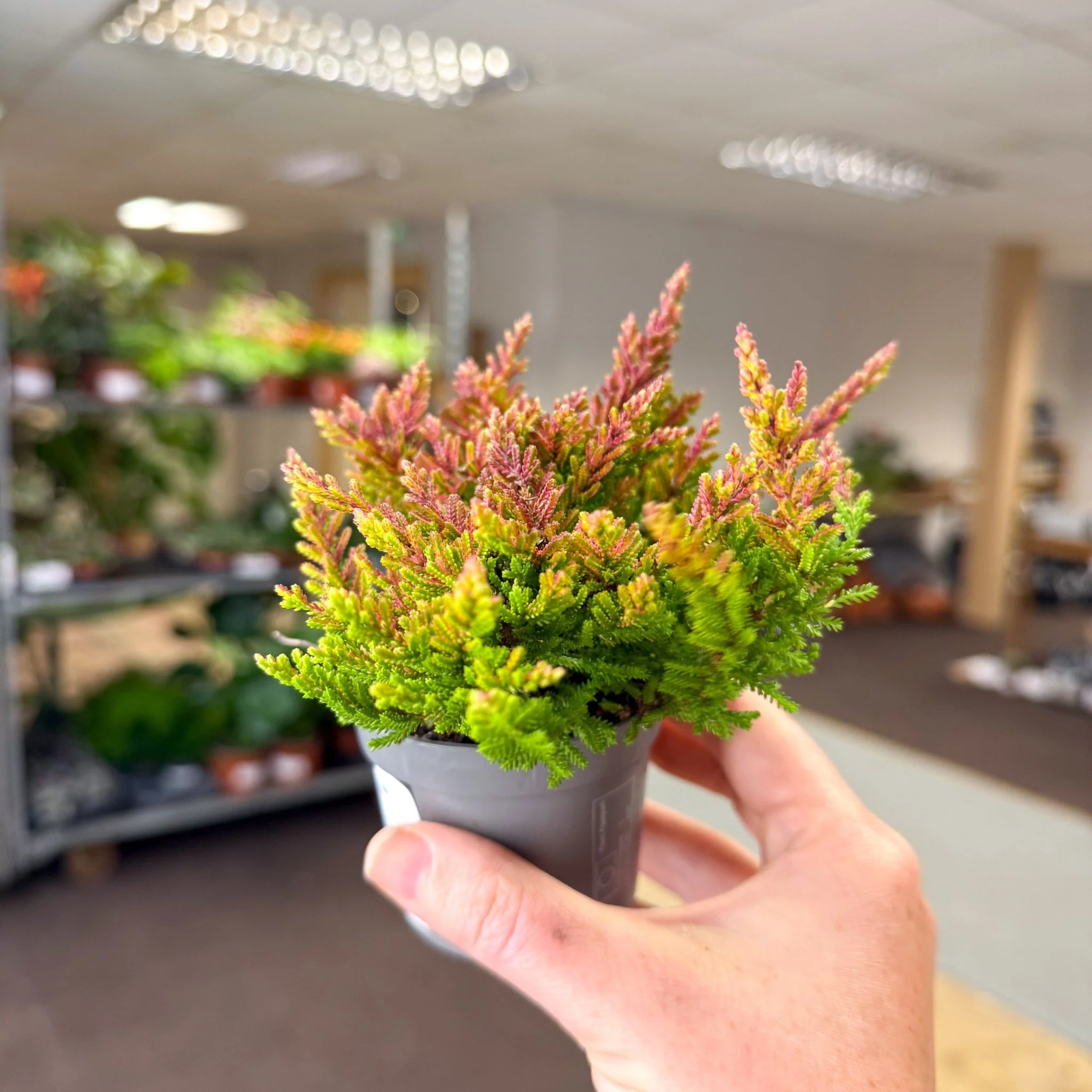 Calluna vulgaris âBeauty LadiesÂź Skyline Dallasâ â Burnt Orange Red Heather - Image 5