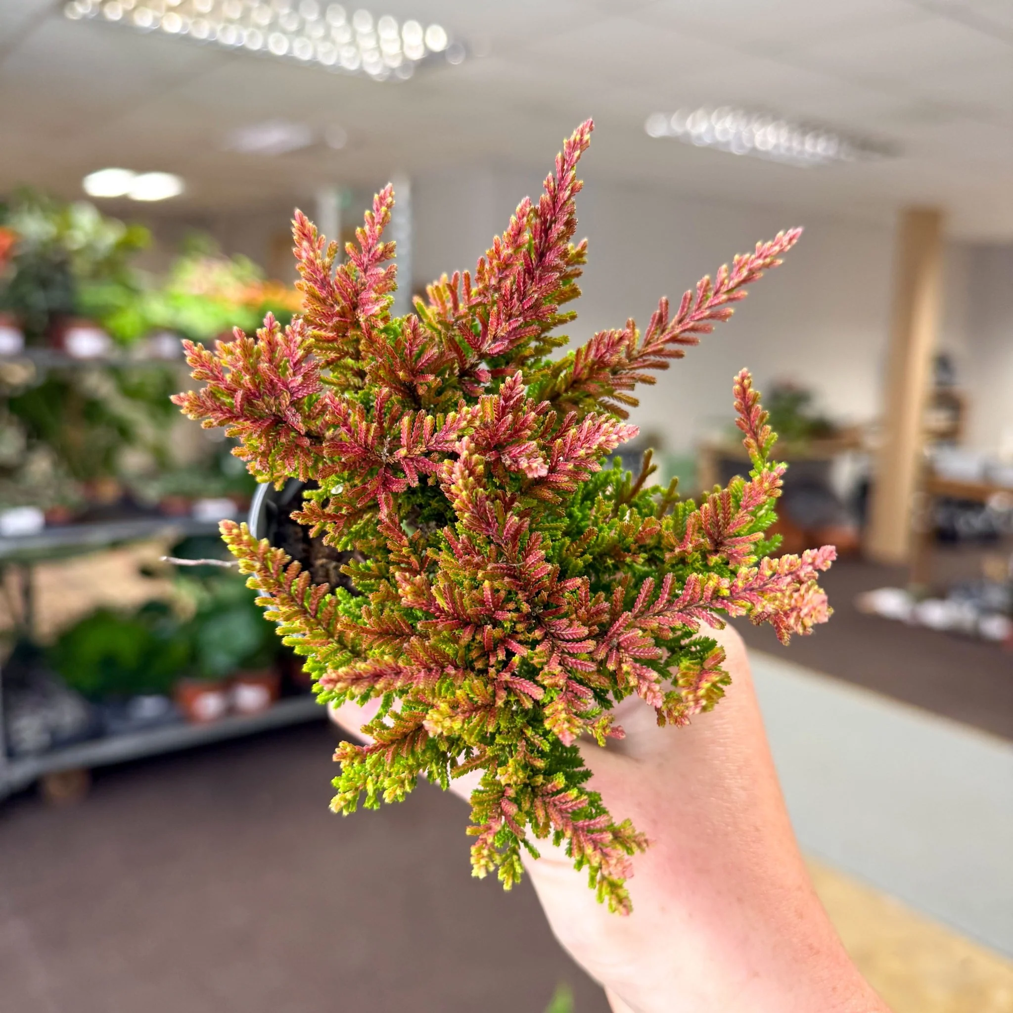 Calluna vulgaris âBeauty LadiesÂź Skyline Dallasâ â Burnt Orange Red Heather - Image 6