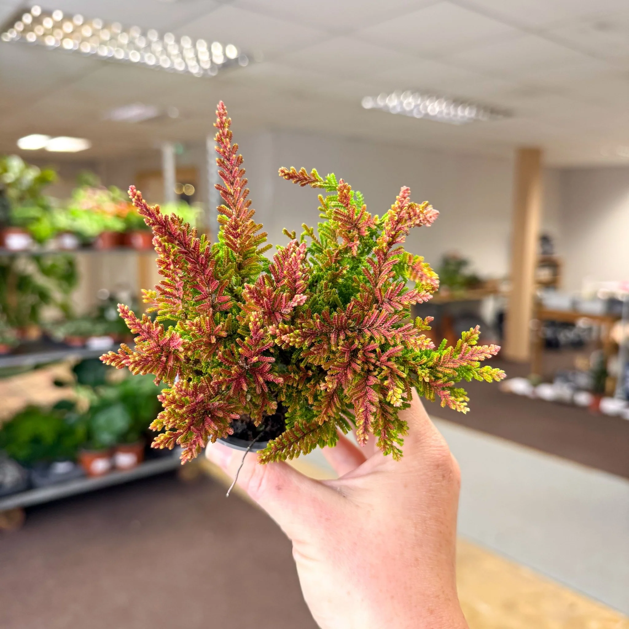 Calluna vulgaris âBeauty LadiesÂź Skyline Dallasâ â Burnt Orange Red Heather - Image 7