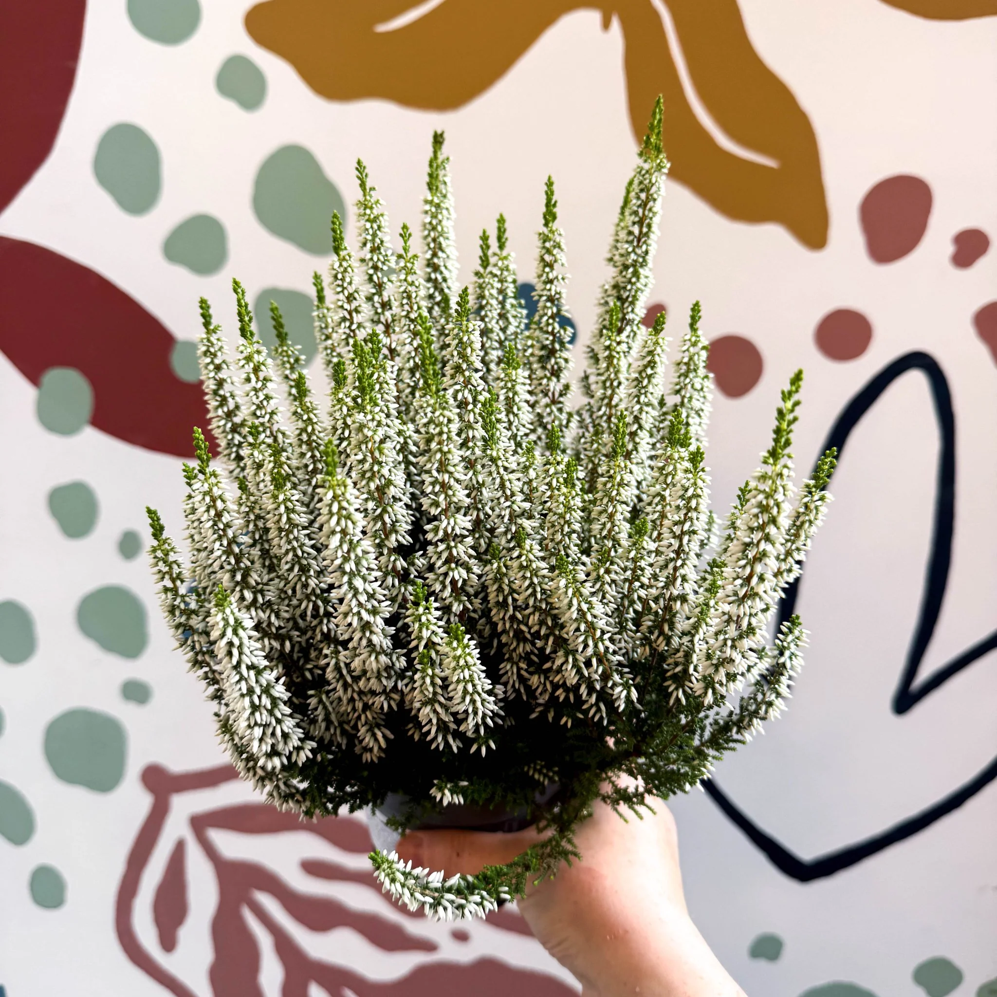 Calluna vulgaris ‘Beauty Ladies® Wit’ – White Heather
