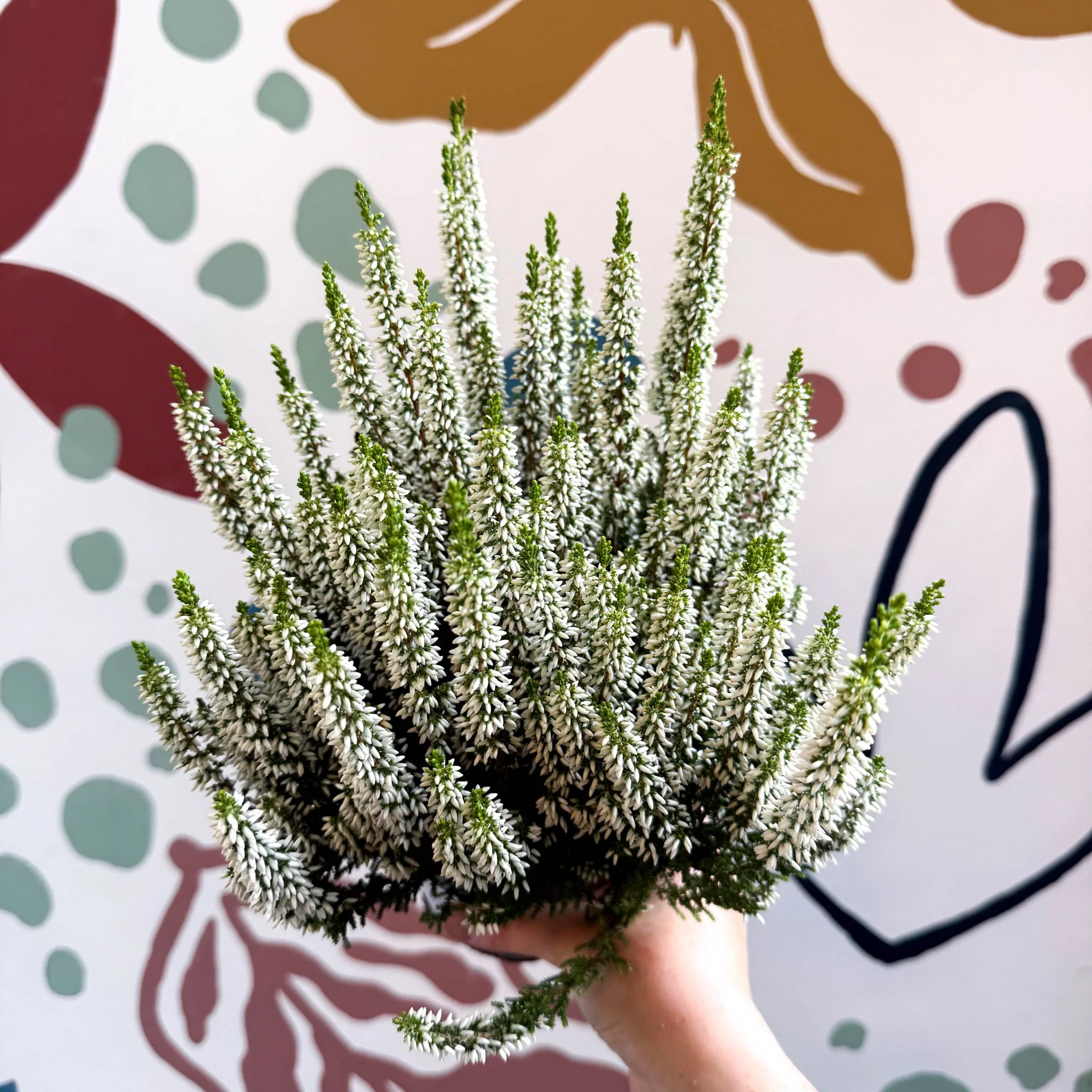 Calluna vulgaris ‘Beauty Ladies® Wit’ – White Heather - Image 2