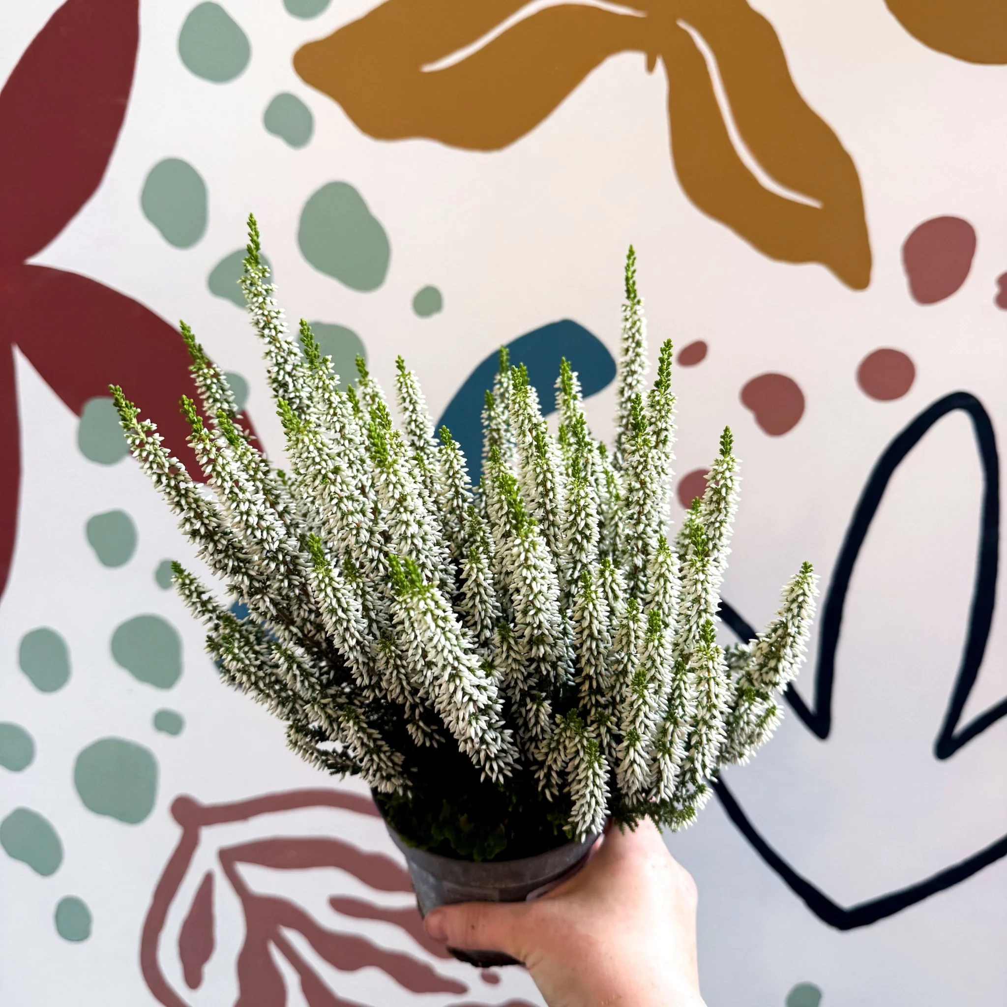 Calluna vulgaris ‘Beauty Ladies® Wit’ – White Heather - Image 3