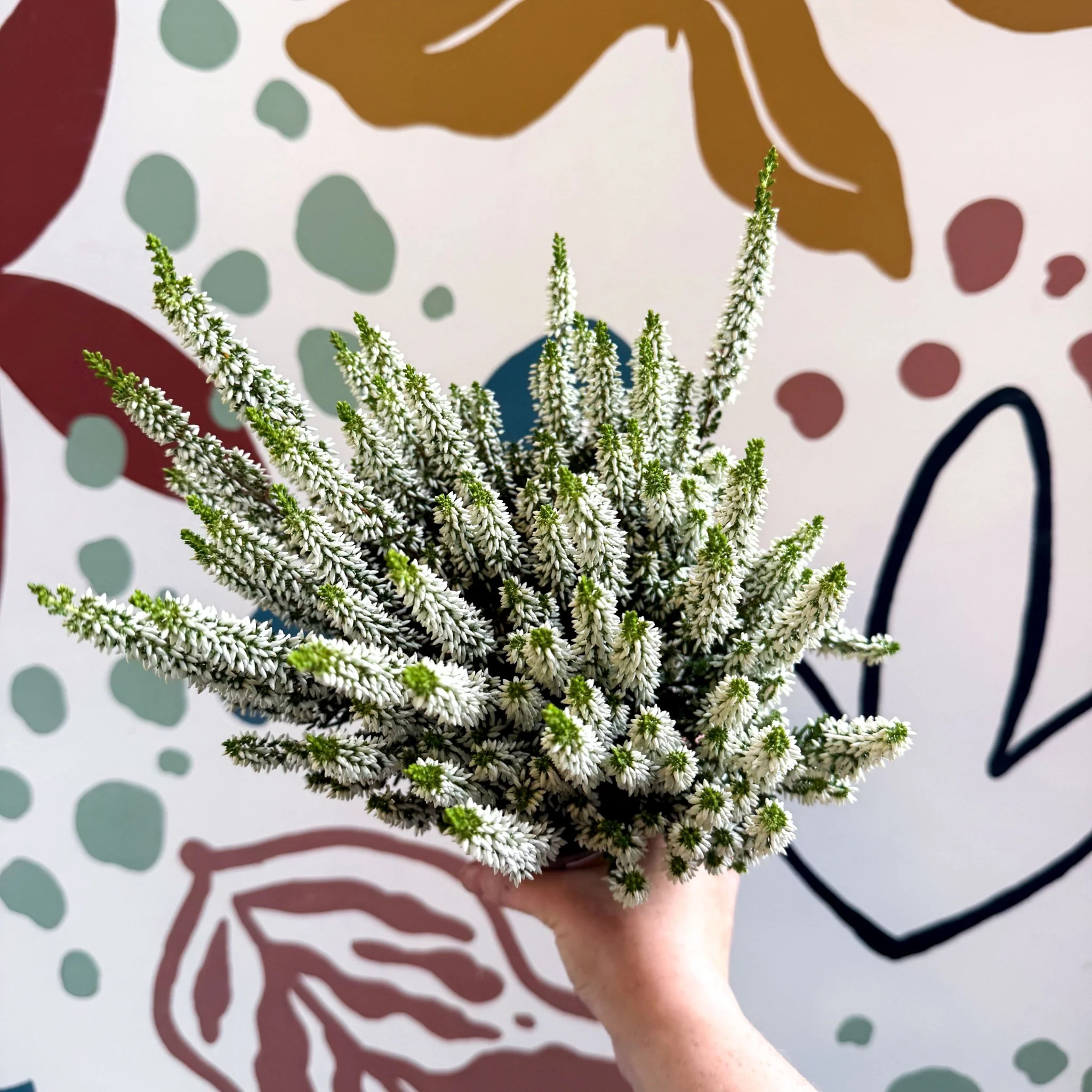 Calluna vulgaris ‘Beauty Ladies® Wit’ – White Heather - Image 4