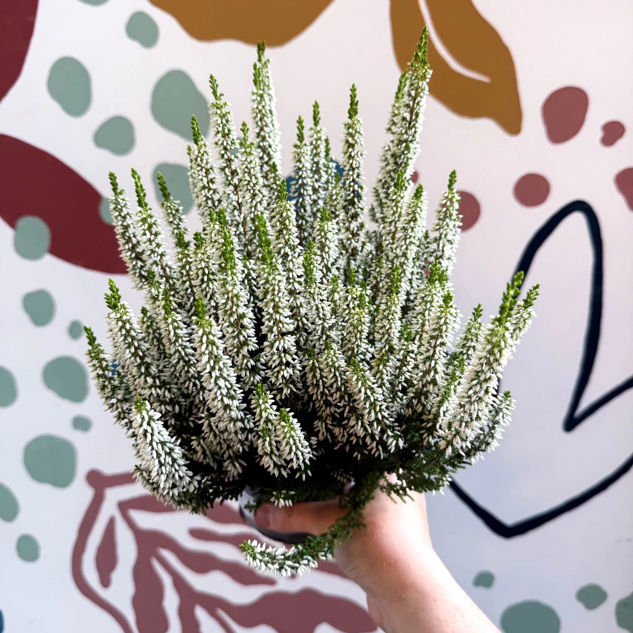 Calluna vulgaris ‘Beauty Ladies® Wit’ – White Heather - Image 5