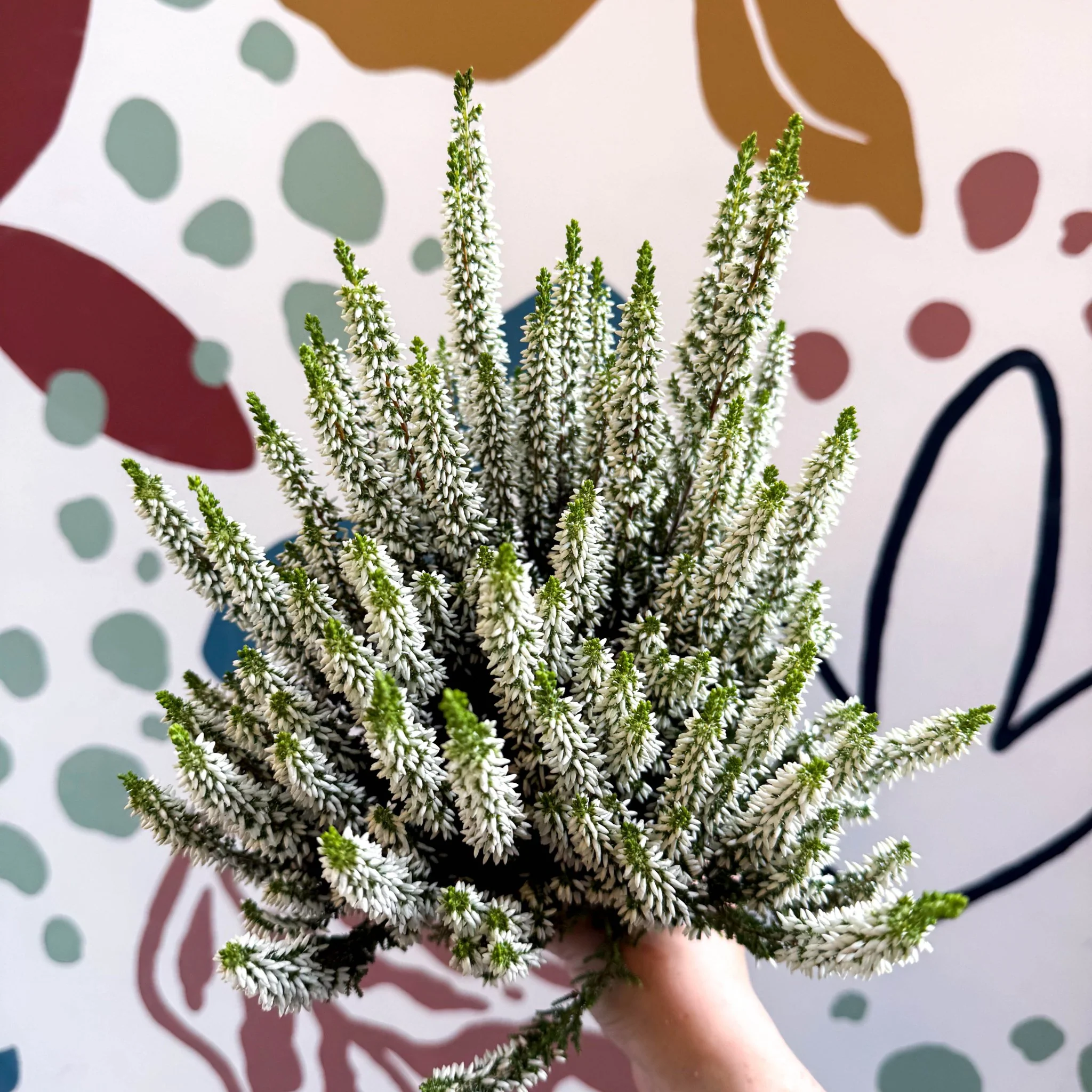Calluna vulgaris ‘Beauty Ladies® Wit’ – White Heather - Image 6