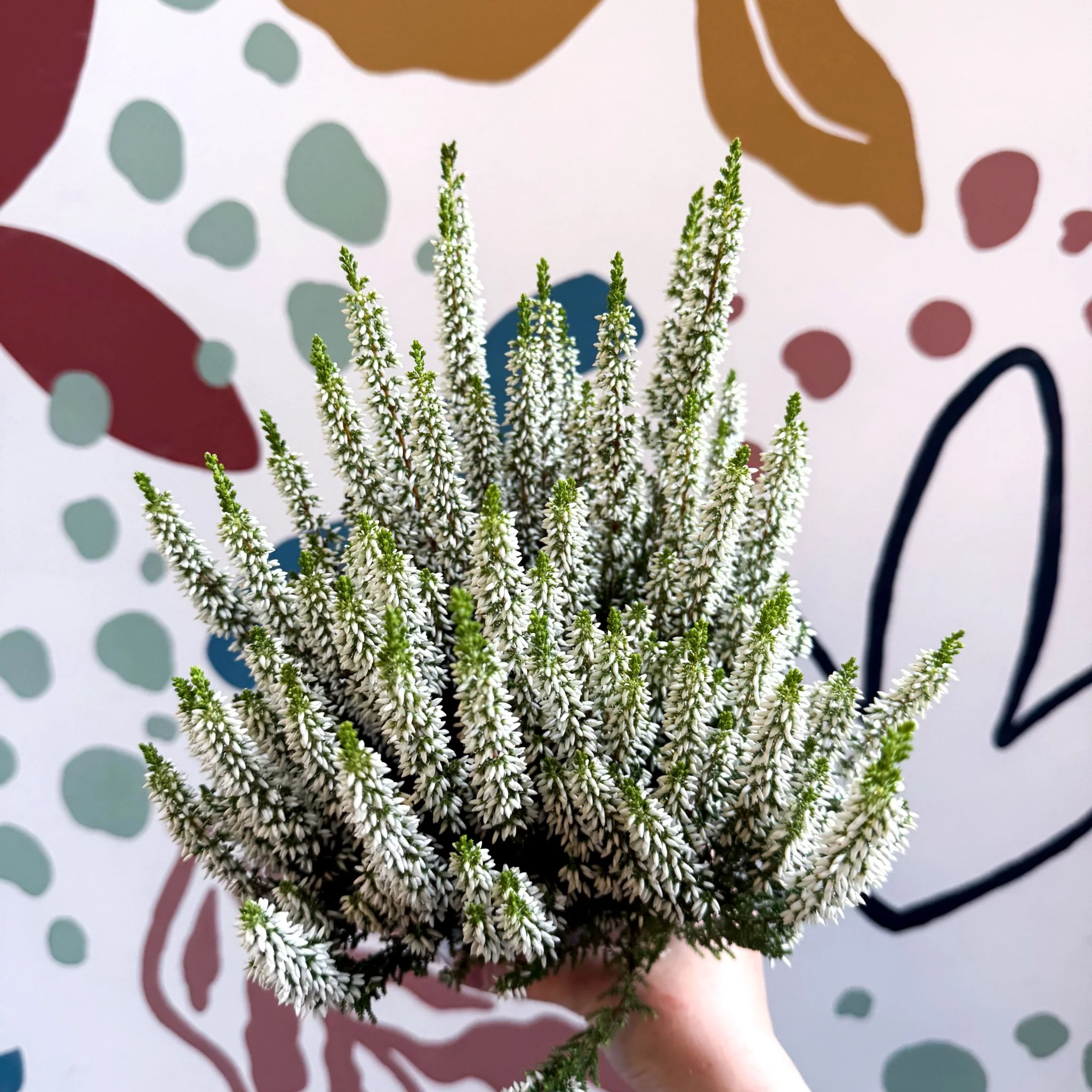 Calluna vulgaris ‘Beauty Ladies® Wit’ – White Heather - Image 7