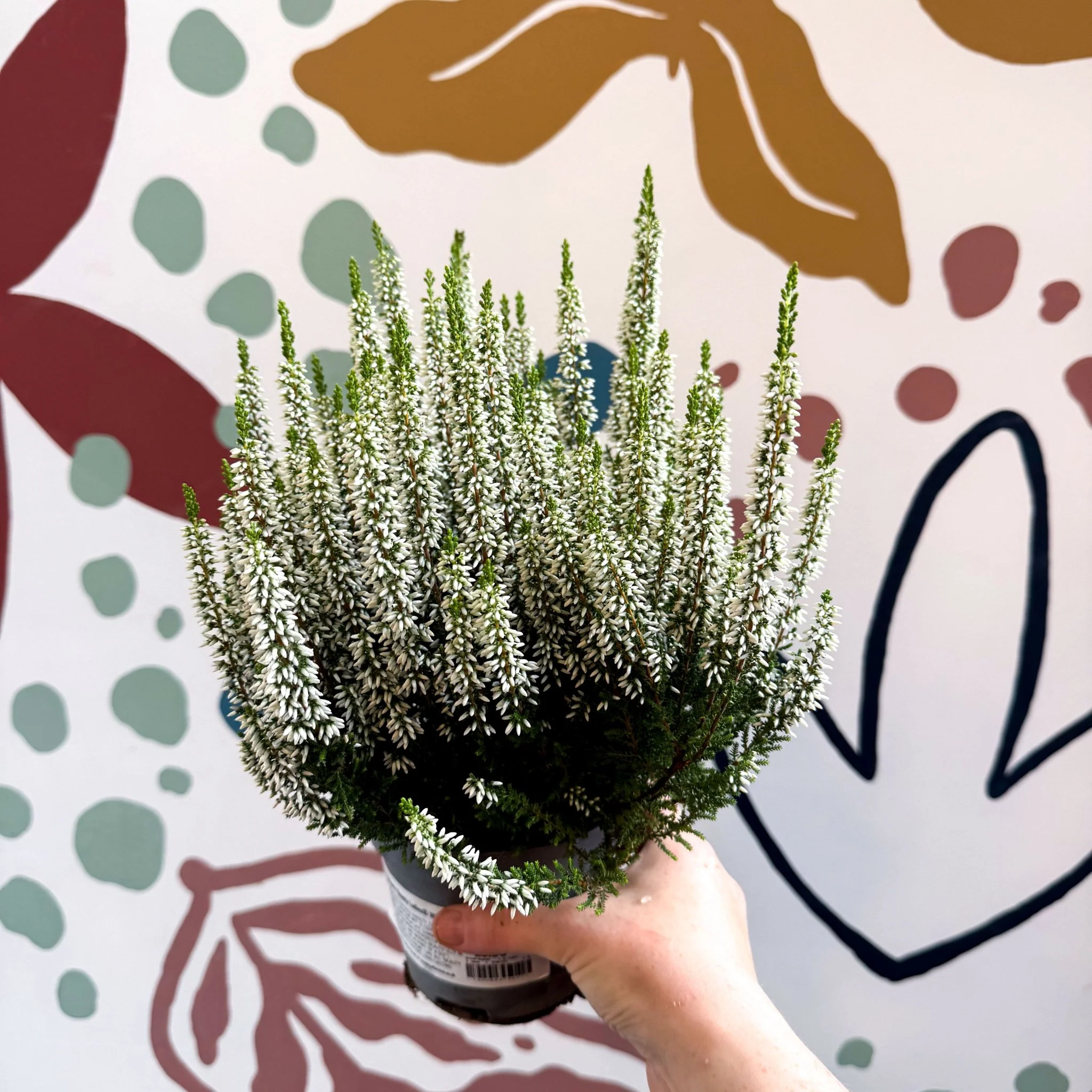 Calluna vulgaris ‘Beauty Ladies® Wit’ – White Heather - Image 8