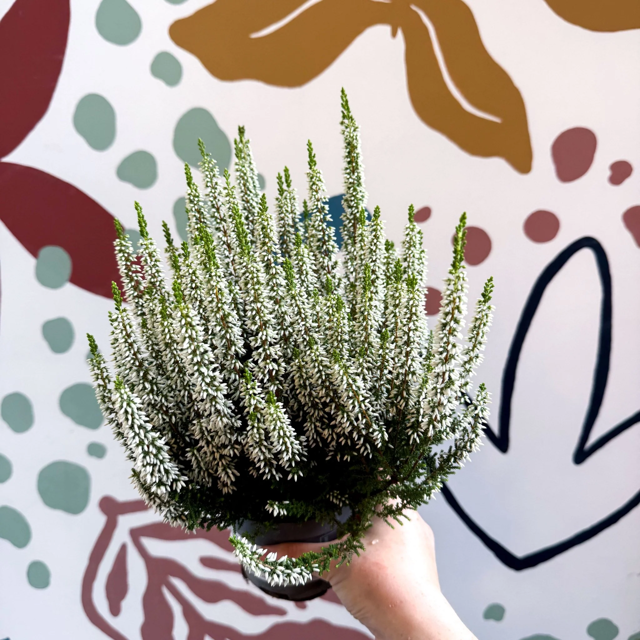 Calluna vulgaris ‘Beauty Ladies® Wit’ – White Heather - Image 9