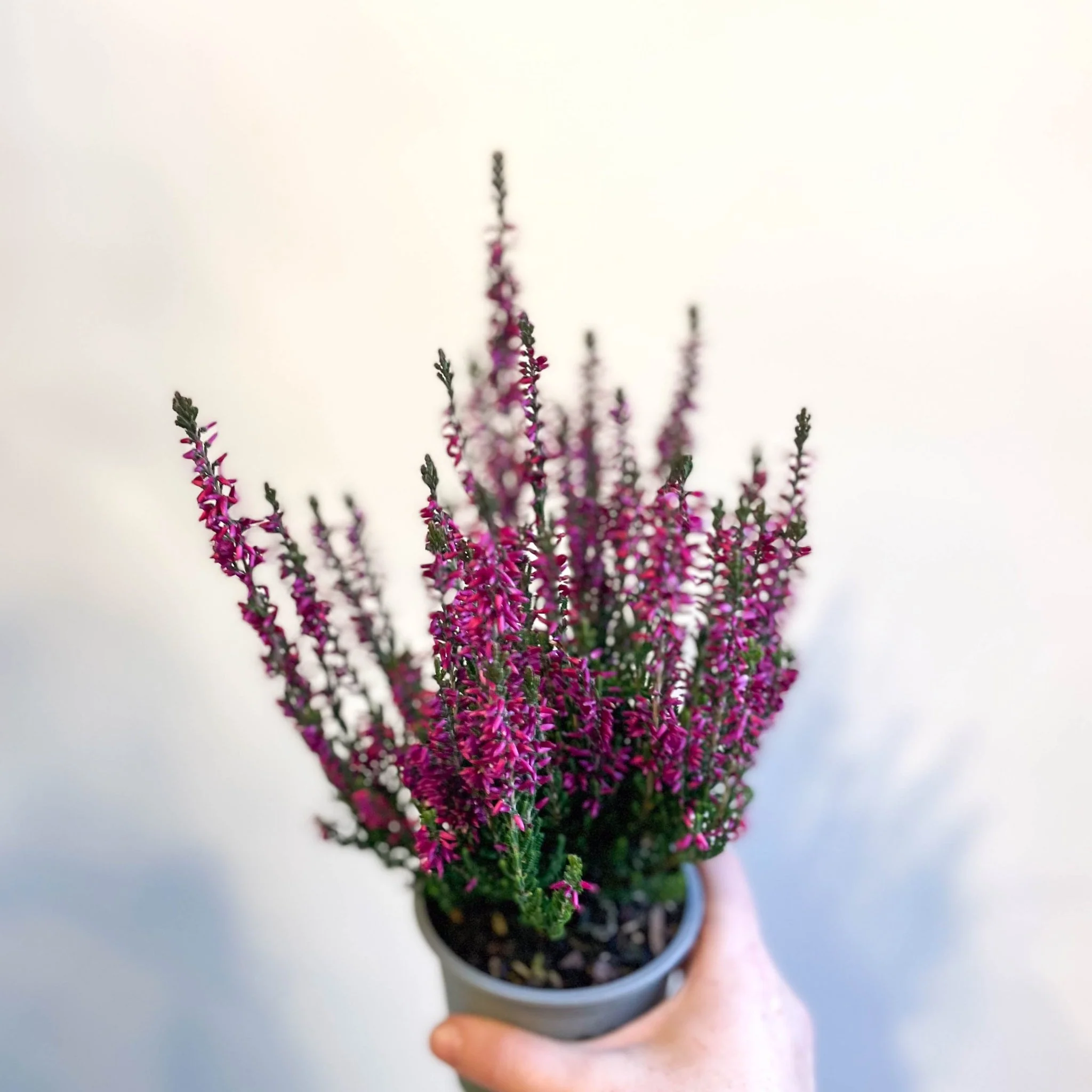 Calluna vulgaris 'Beauty Ladies Lianne' - Heather