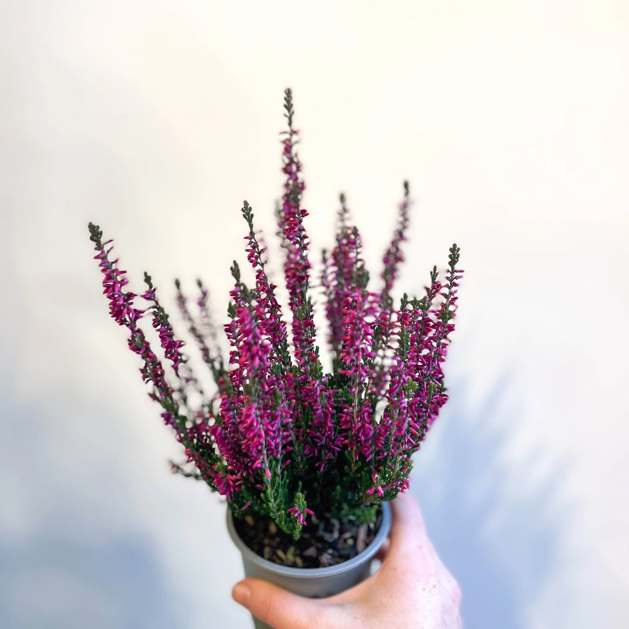 Calluna vulgaris 'Beauty Ladies Lianne' - Heather - Image 12