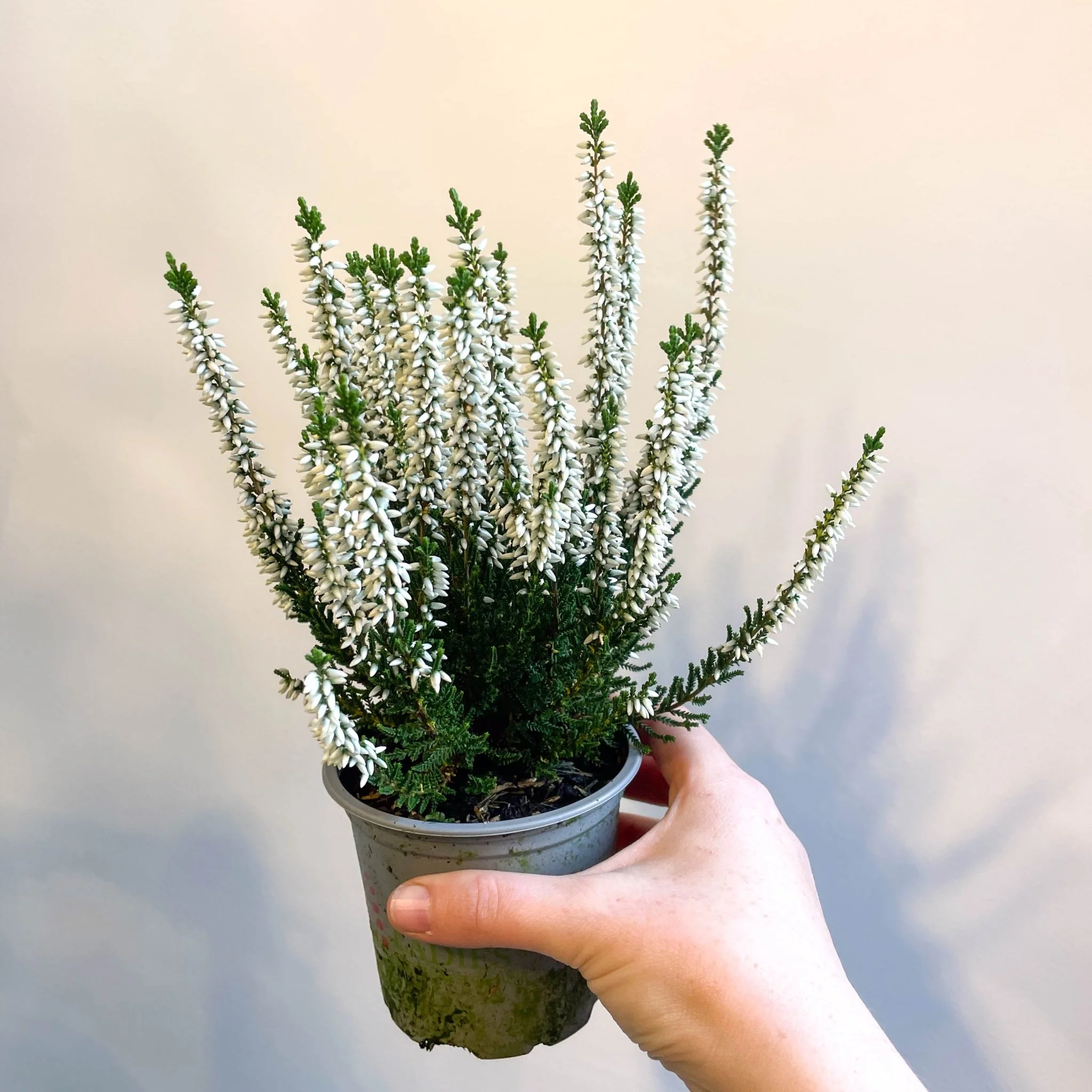 Calluna vulgaris 'Beauty Ladies Verenka' - Heather