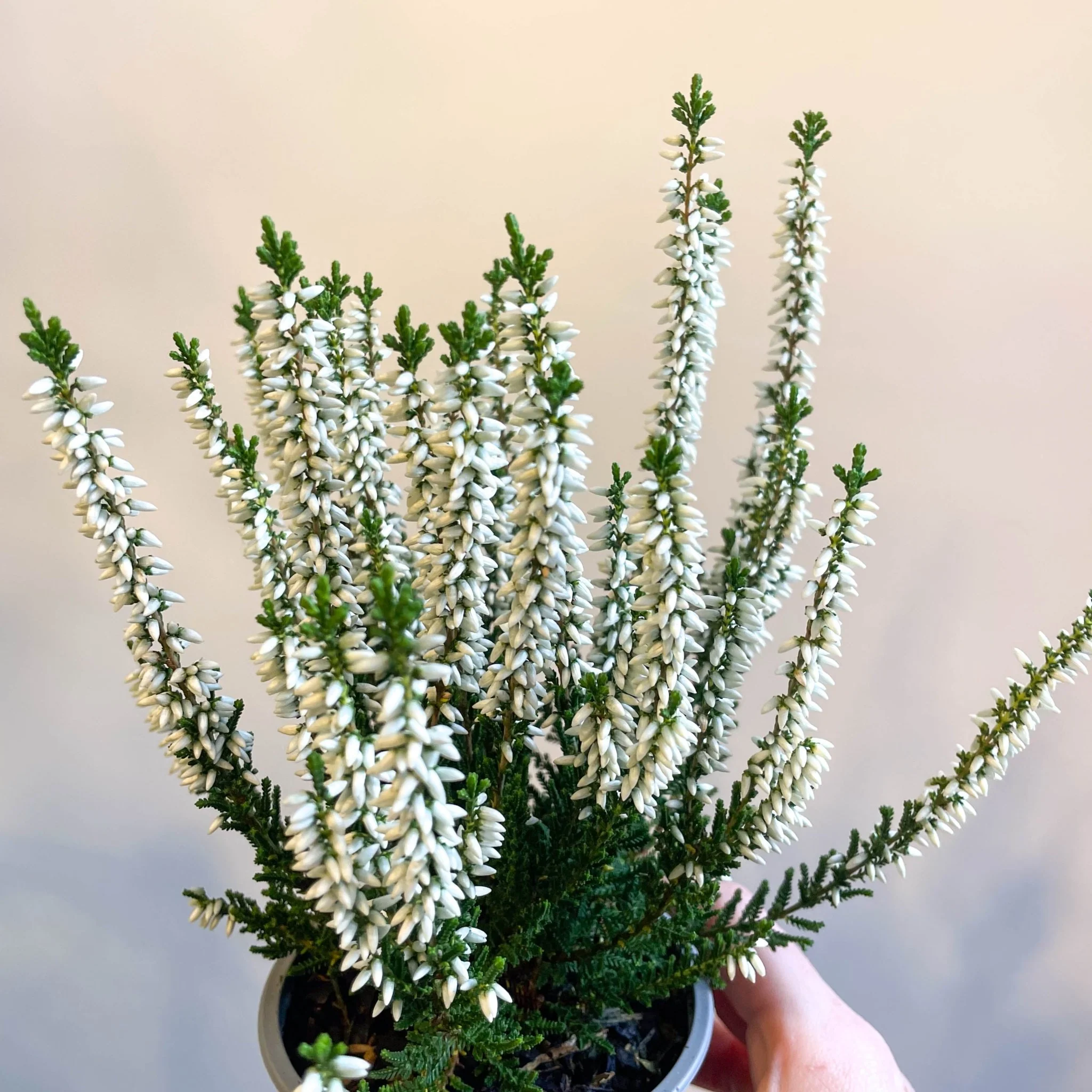 Calluna vulgaris 'Beauty Ladies Verenka' - Heather - Image 2