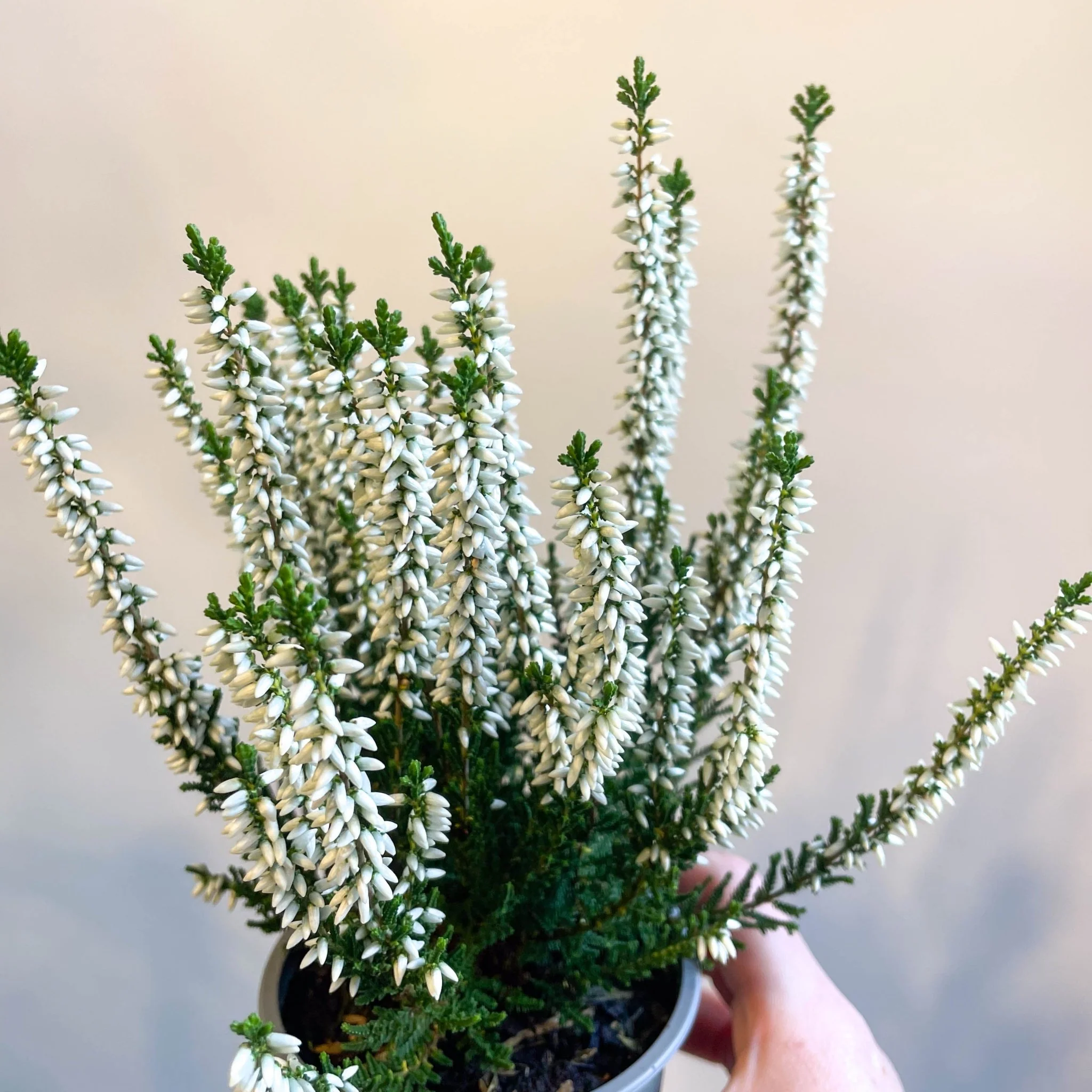 Calluna vulgaris 'Beauty Ladies Verenka' - Heather - Image 3