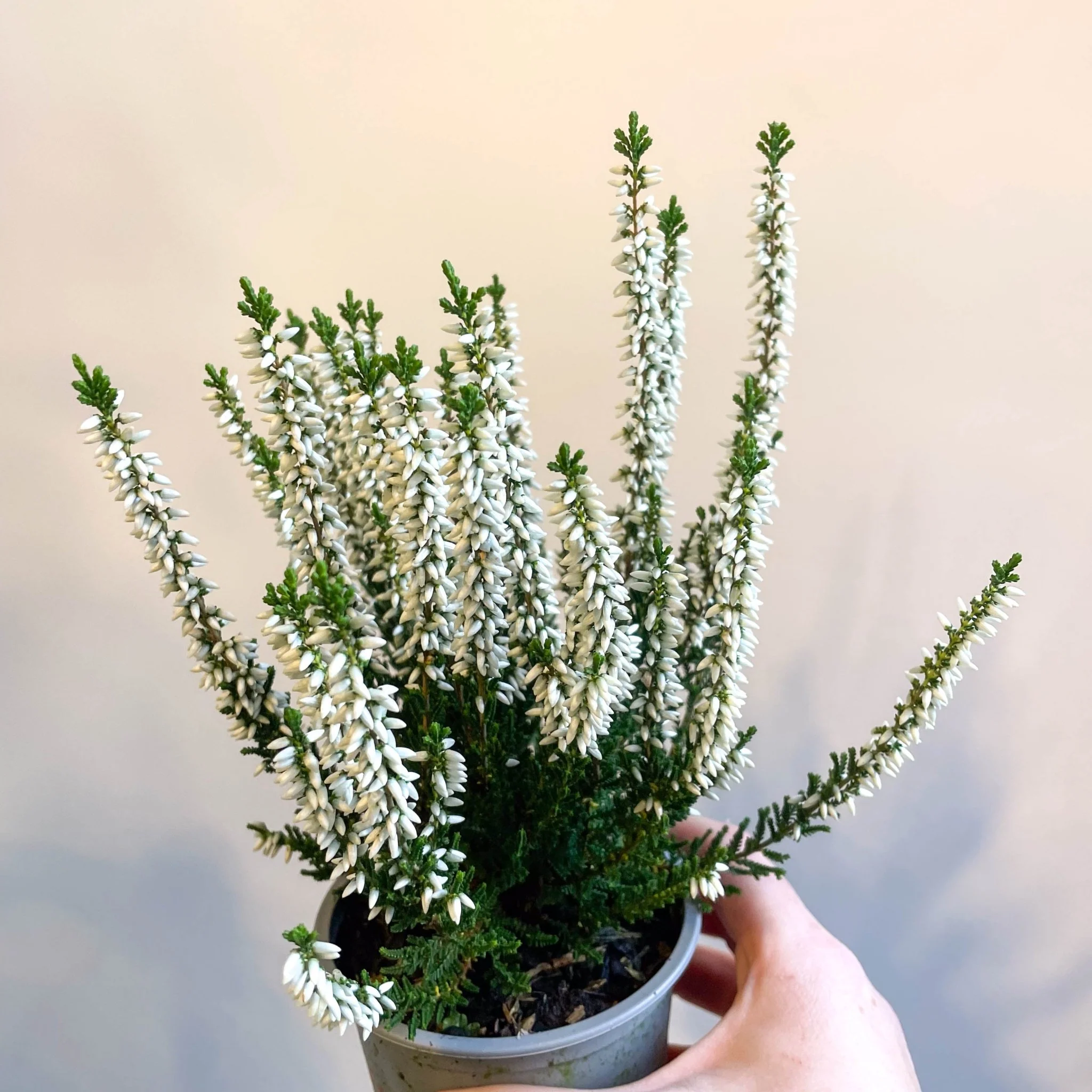 Calluna vulgaris 'Beauty Ladies Verenka' - Heather - Image 4