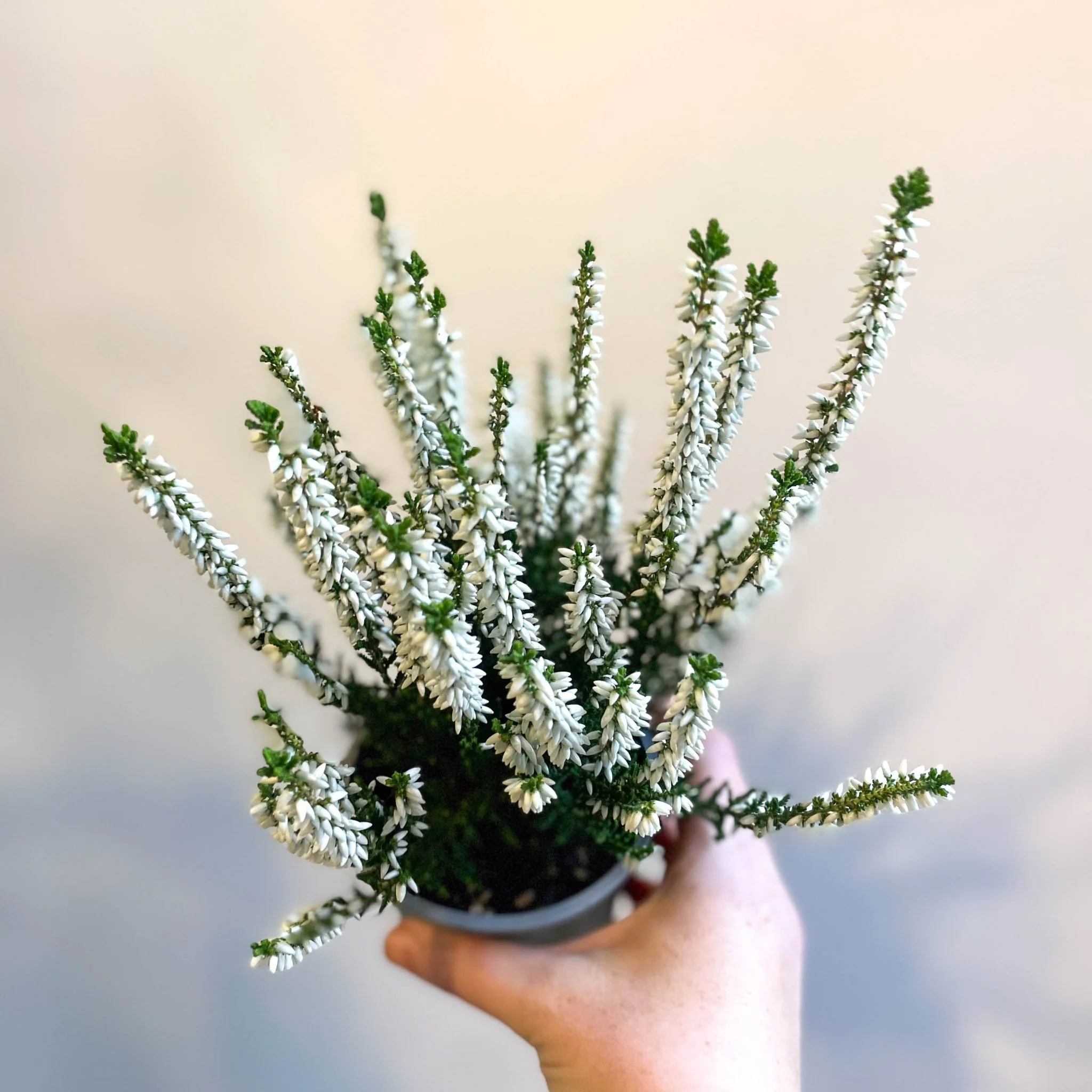 Calluna vulgaris 'Beauty Ladies Verenka' - Heather - Image 5