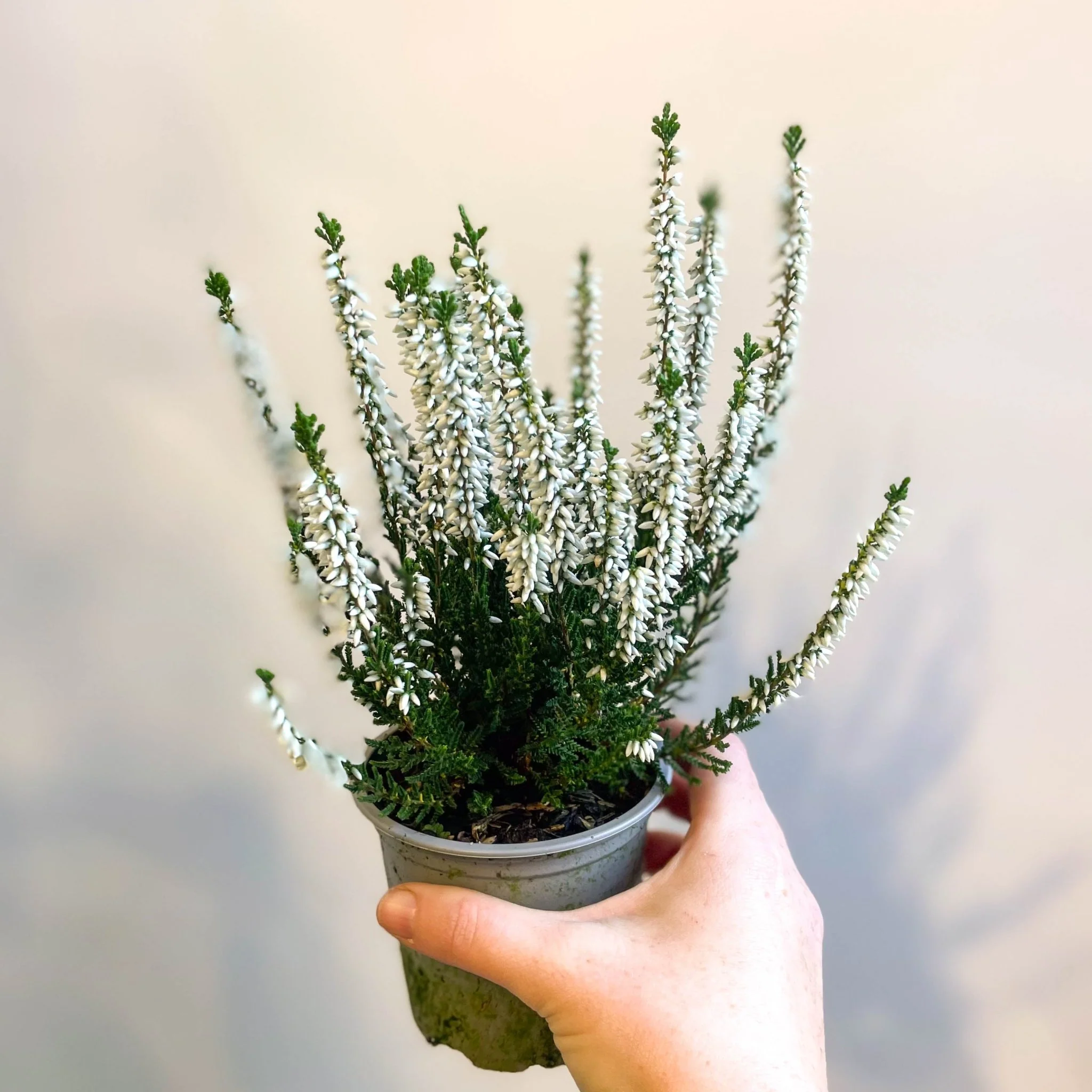 Calluna vulgaris 'Beauty Ladies Verenka' - Heather - Image 6