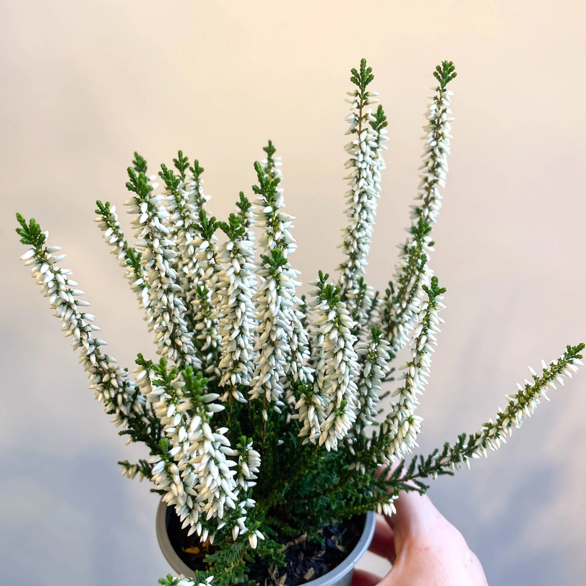 Calluna vulgaris 'Beauty Ladies Verenka' - Heather - Image 7