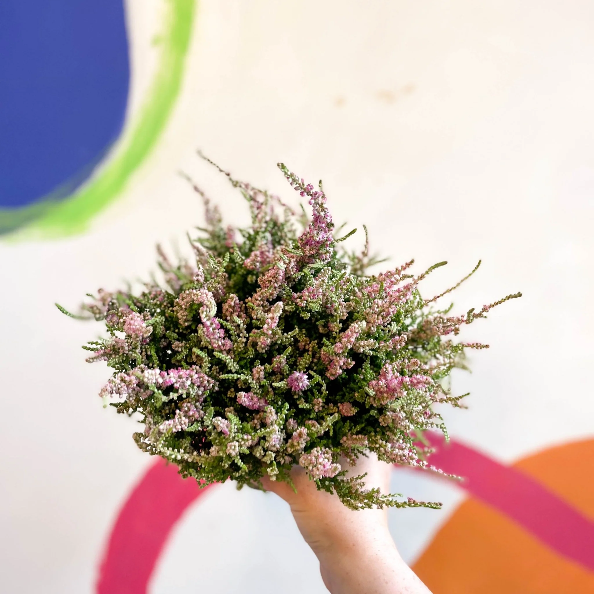 Calluna vulgaris 'Dark Star' - Heather