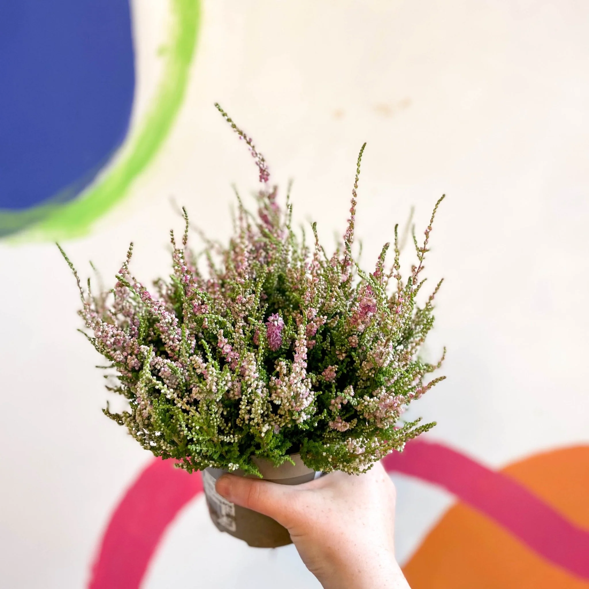Calluna vulgaris 'Dark Star' - Heather - Image 2