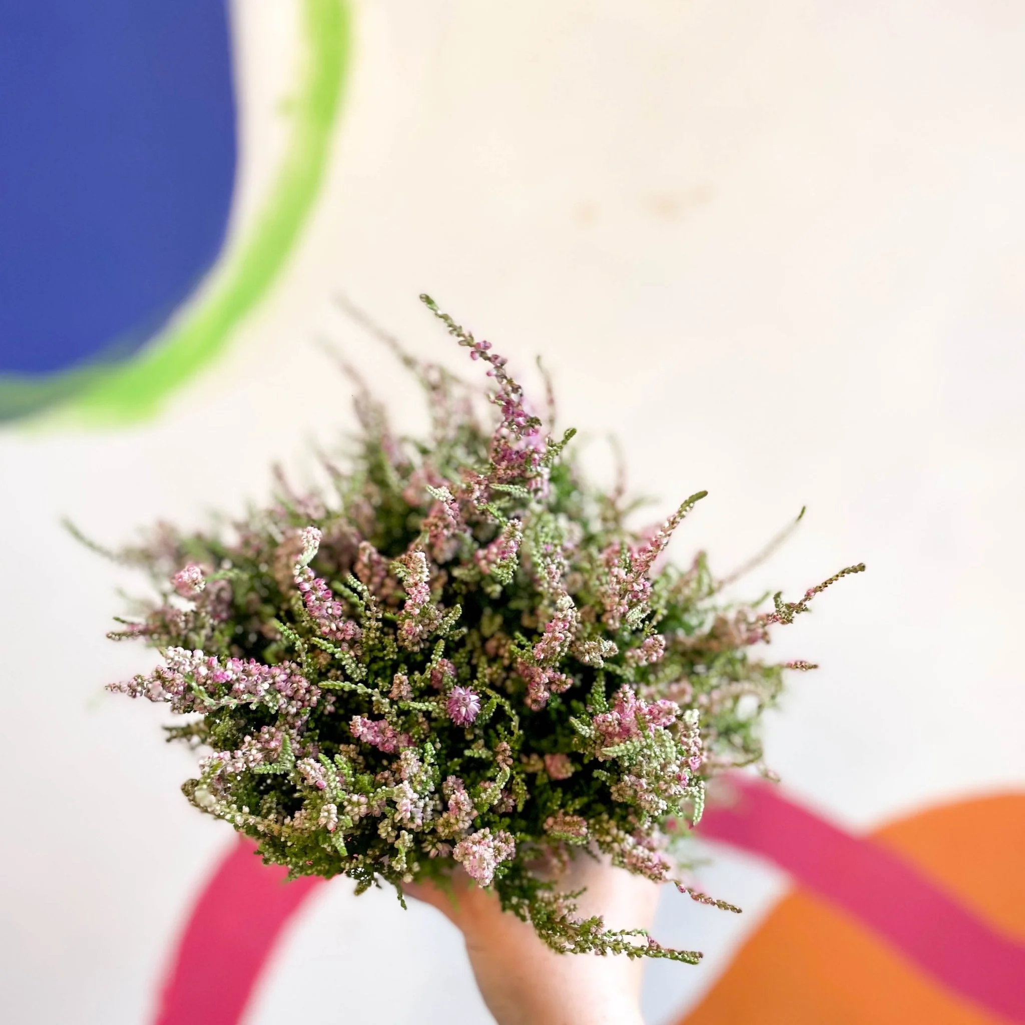 Calluna vulgaris 'Dark Star' - Heather - Image 3