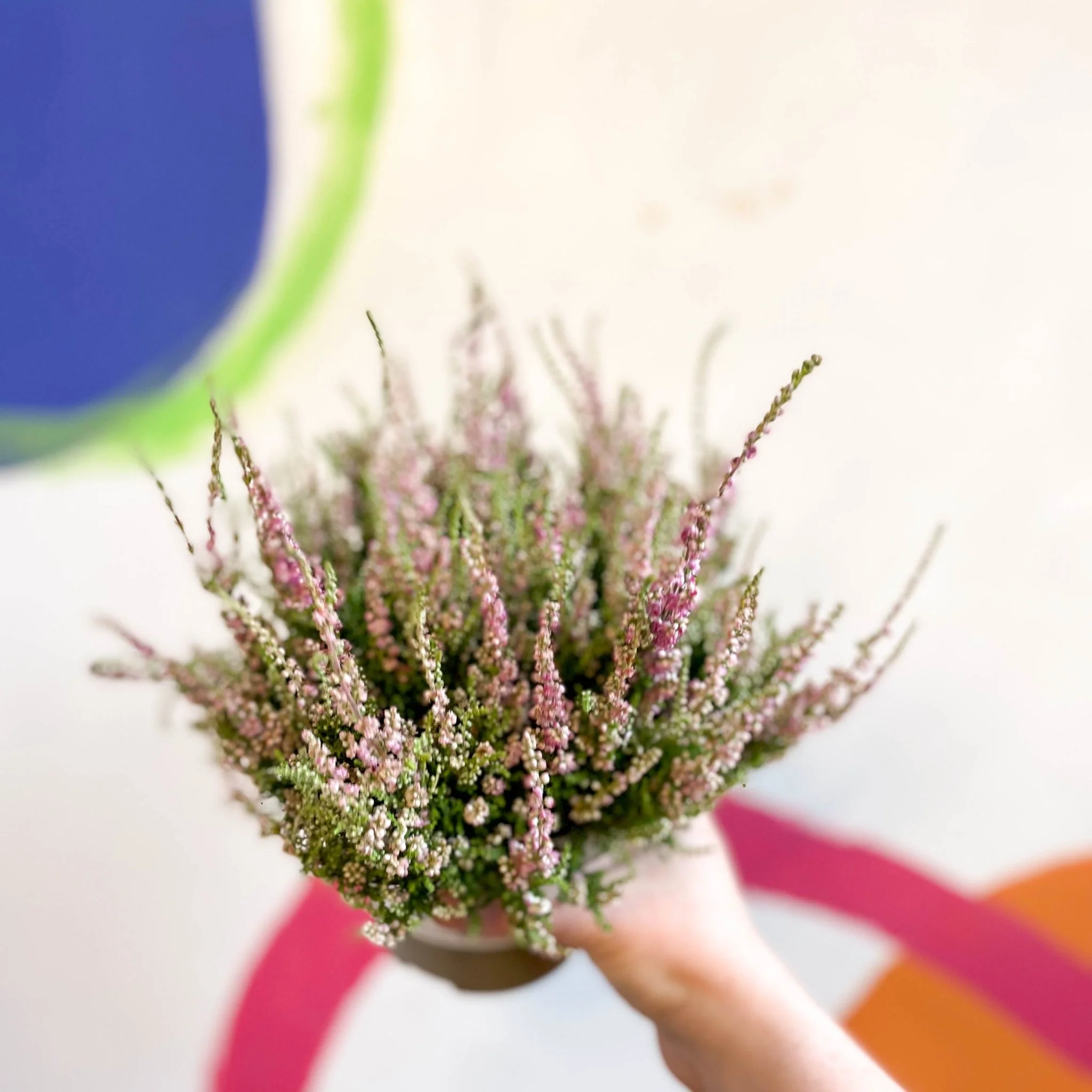 Calluna vulgaris 'Dark Star' - Heather - Image 4