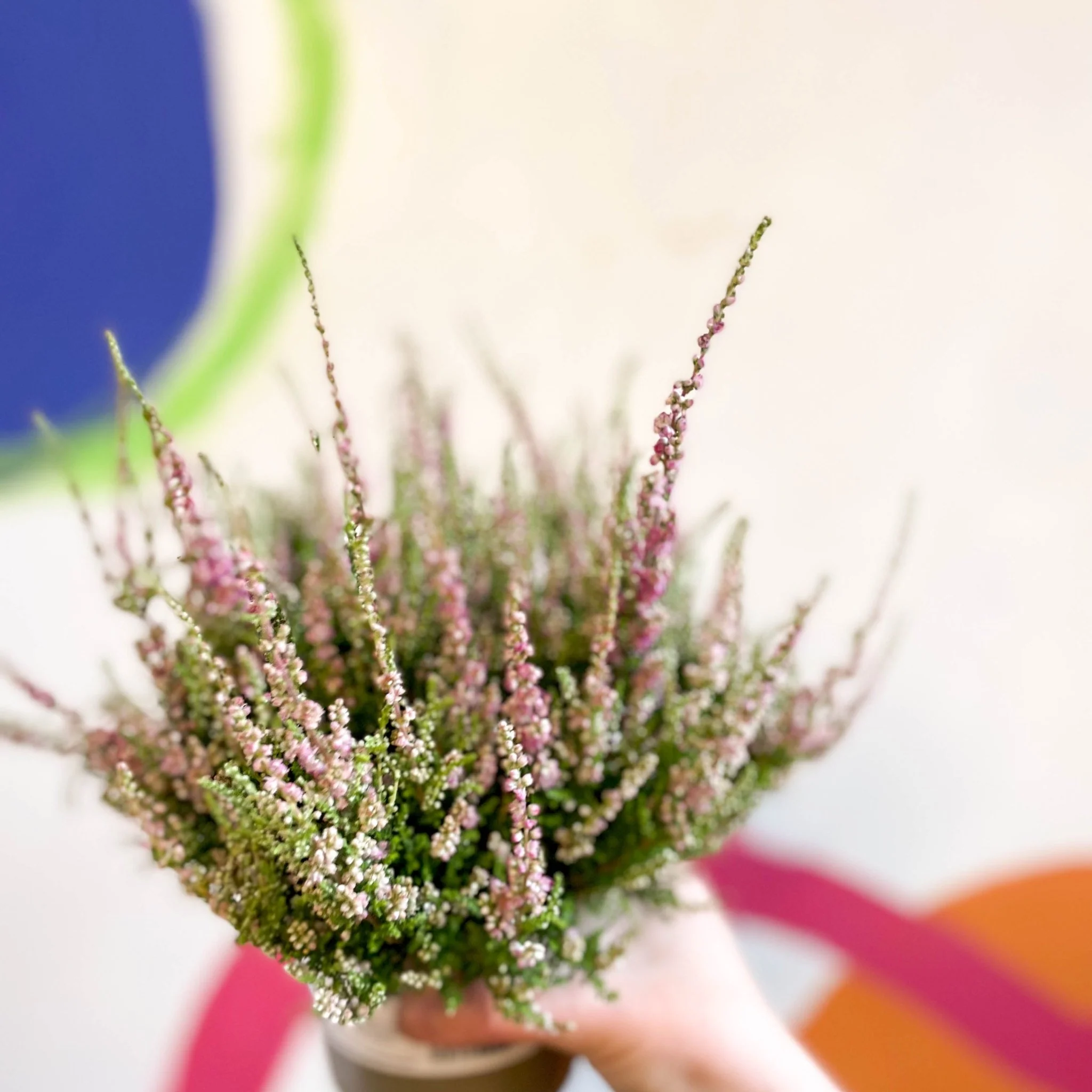 Calluna vulgaris 'Dark Star' - Heather - Image 5
