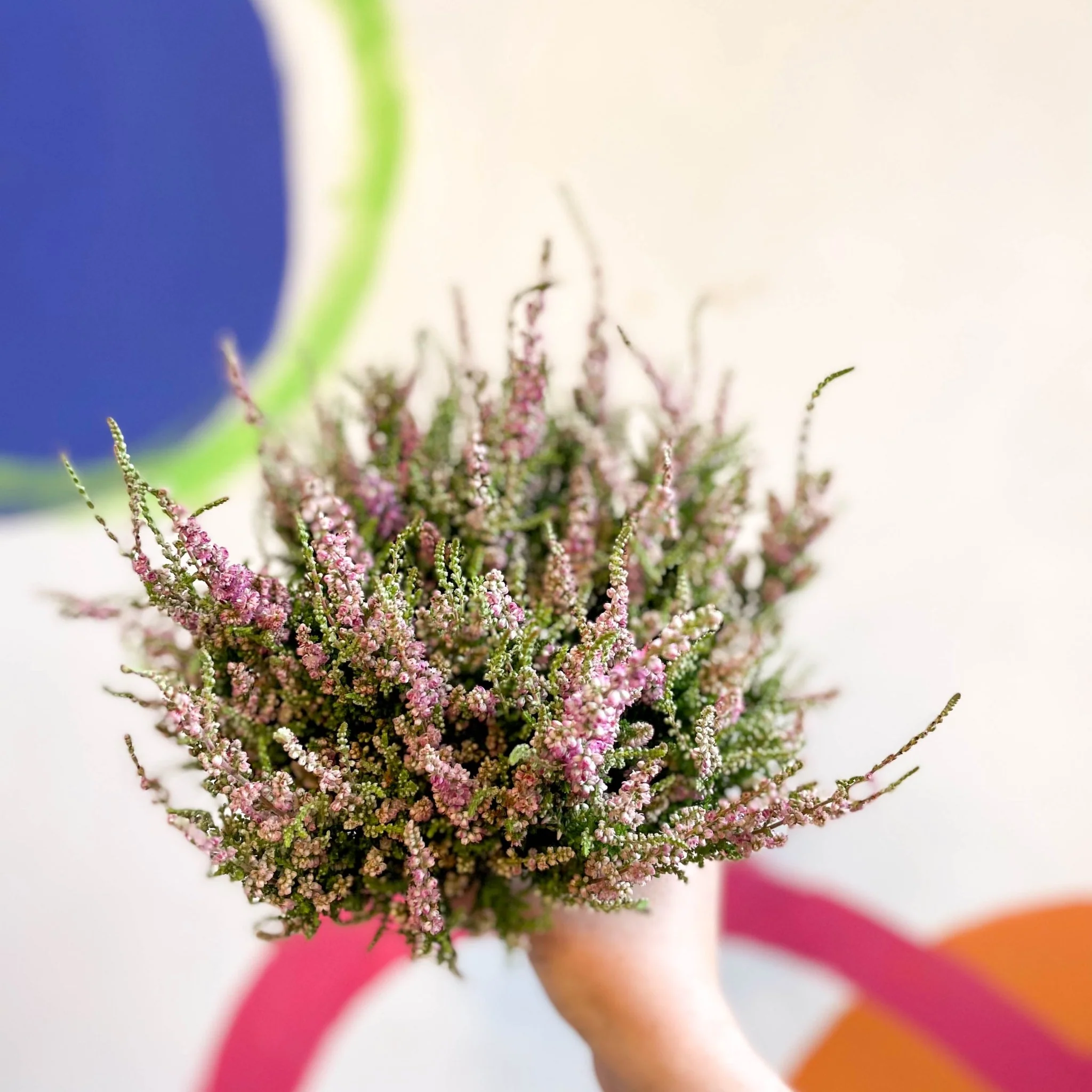 Calluna vulgaris 'Dark Star' - Heather - Image 6