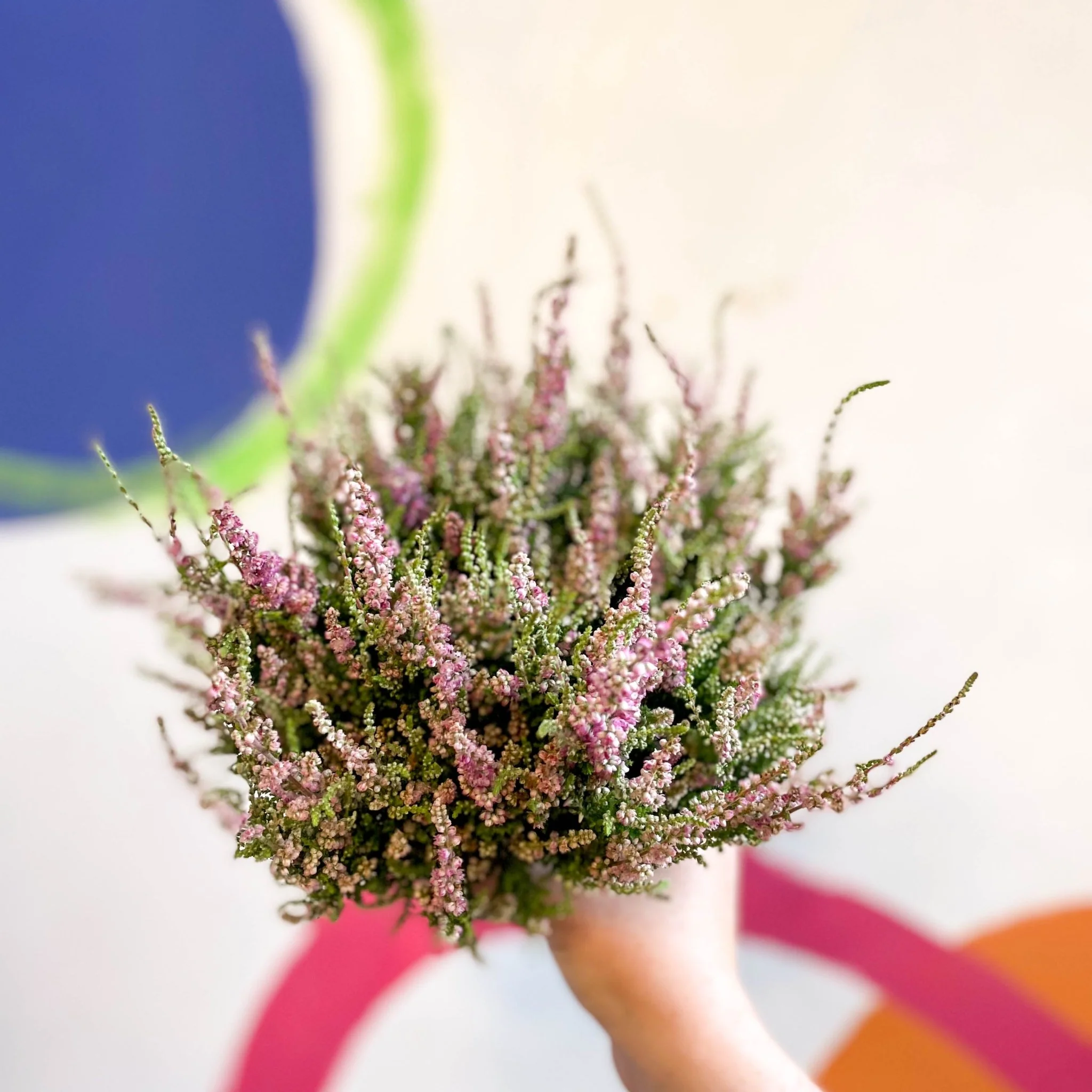 Calluna vulgaris 'Dark Star' - Heather - Image 7