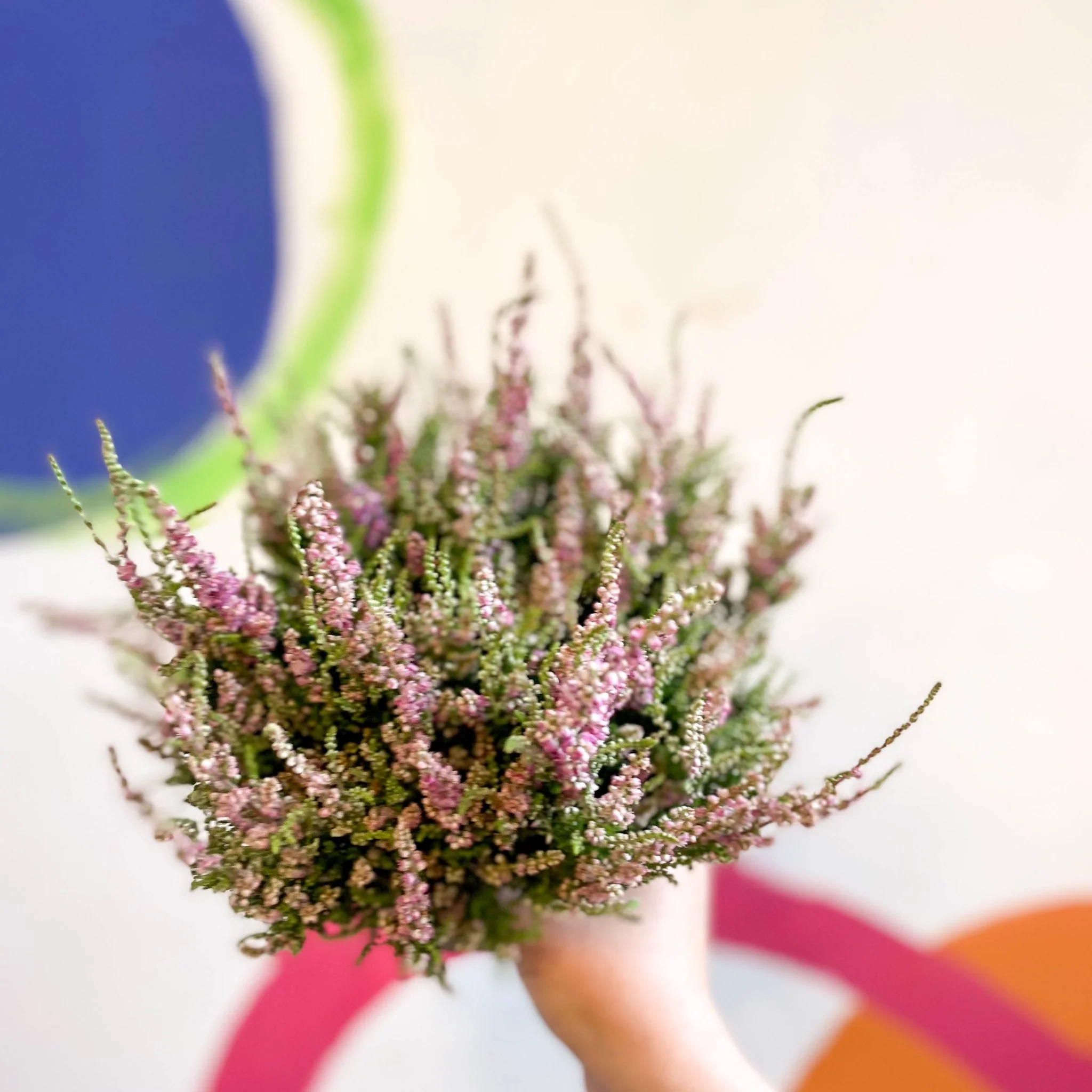 Calluna vulgaris 'Dark Star' - Heather - Image 8