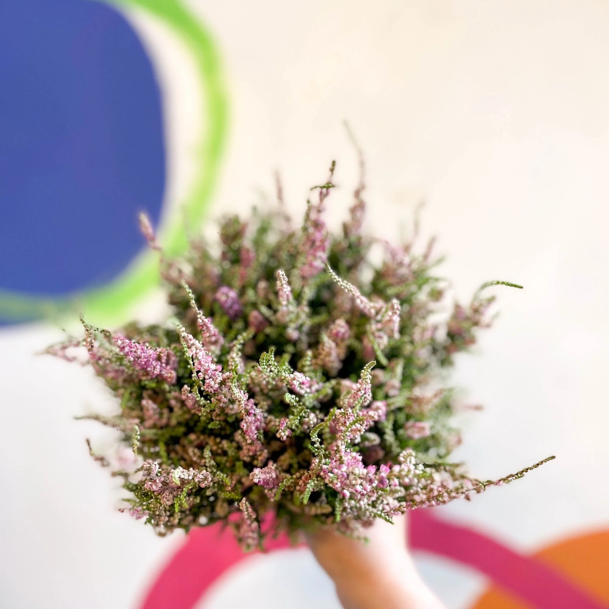 Calluna vulgaris 'Dark Star' - Heather - Image 9