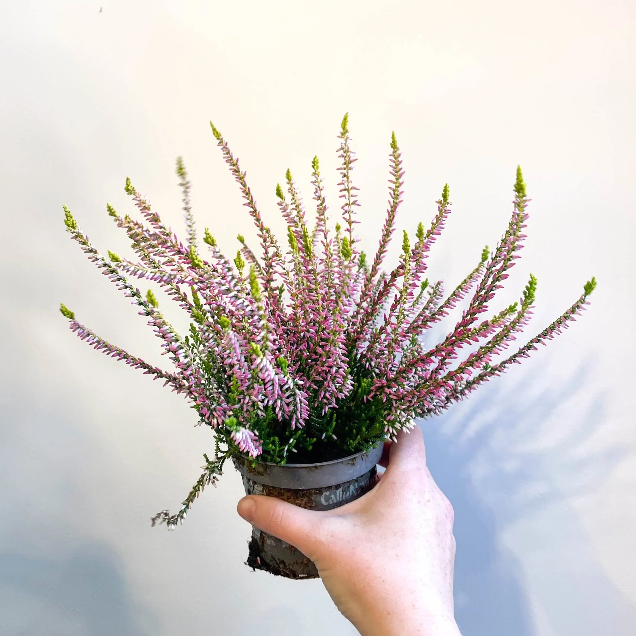 Calluna vulgaris 'Nova Gold' - Heather