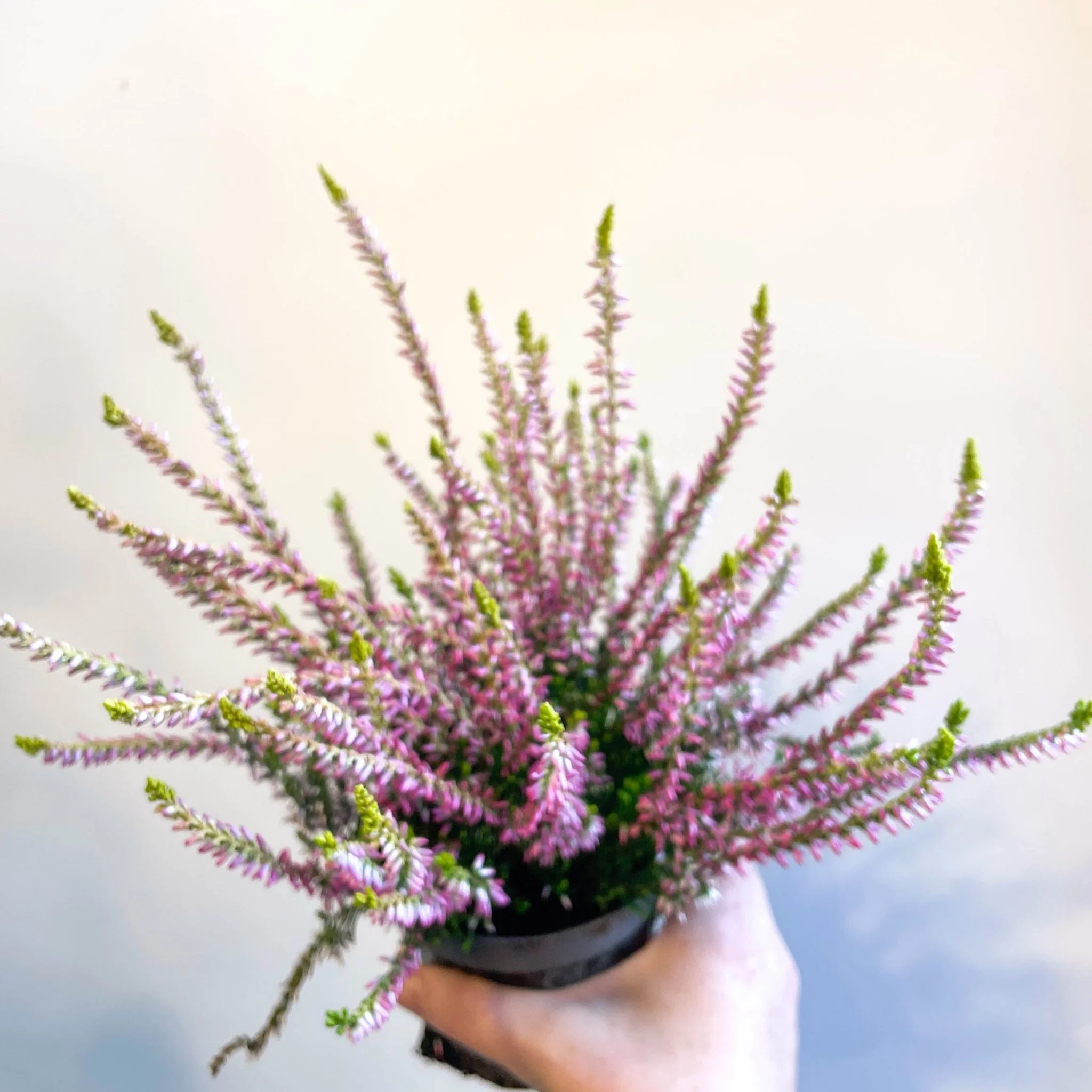 Calluna vulgaris 'Nova Gold' - Heather - Image 3