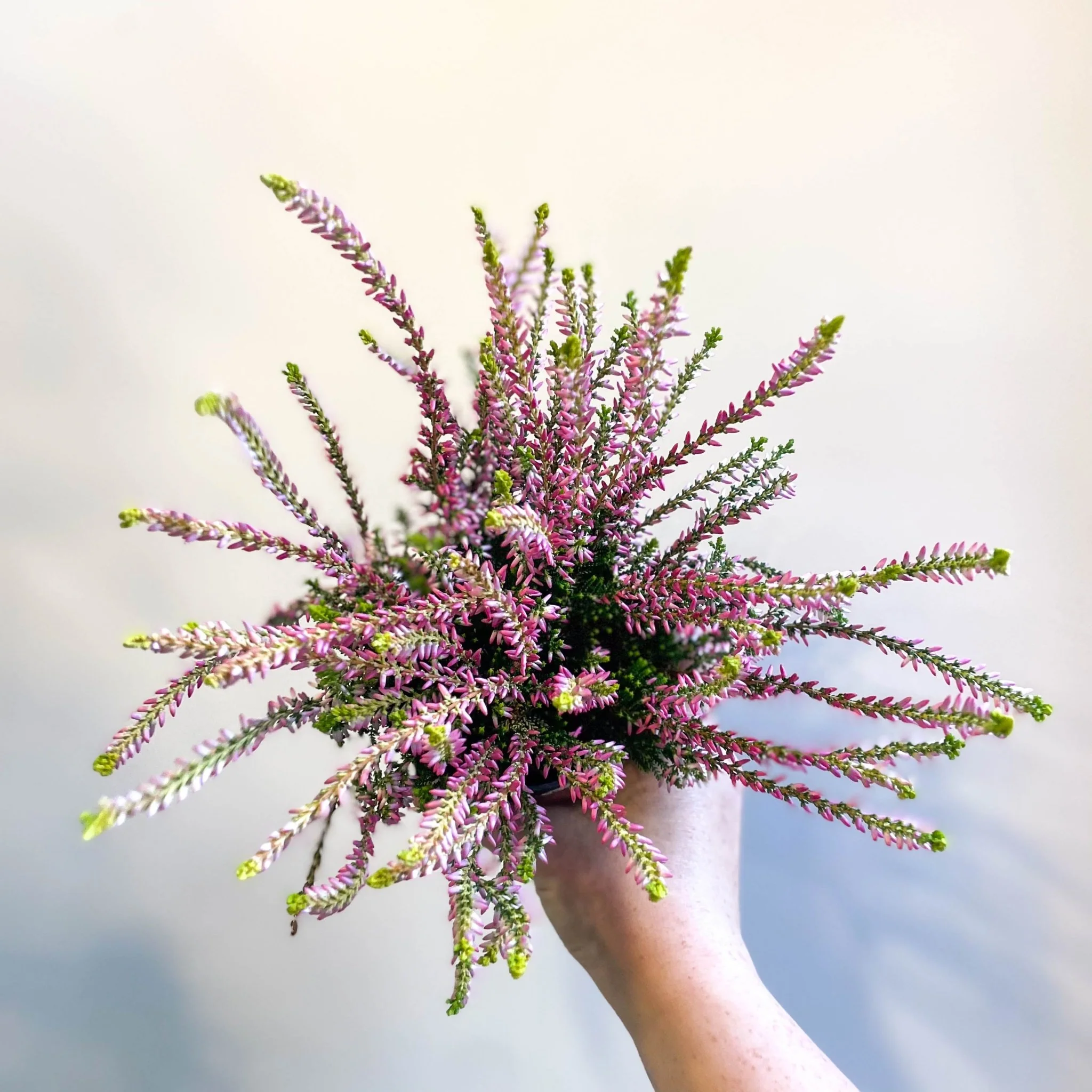 Calluna vulgaris 'Nova Gold' - Heather - Image 4