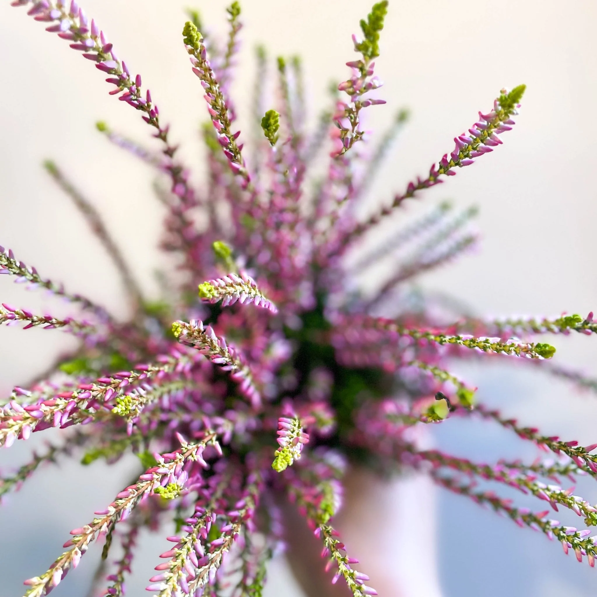 Calluna vulgaris 'Nova Gold' - Heather - Image 5