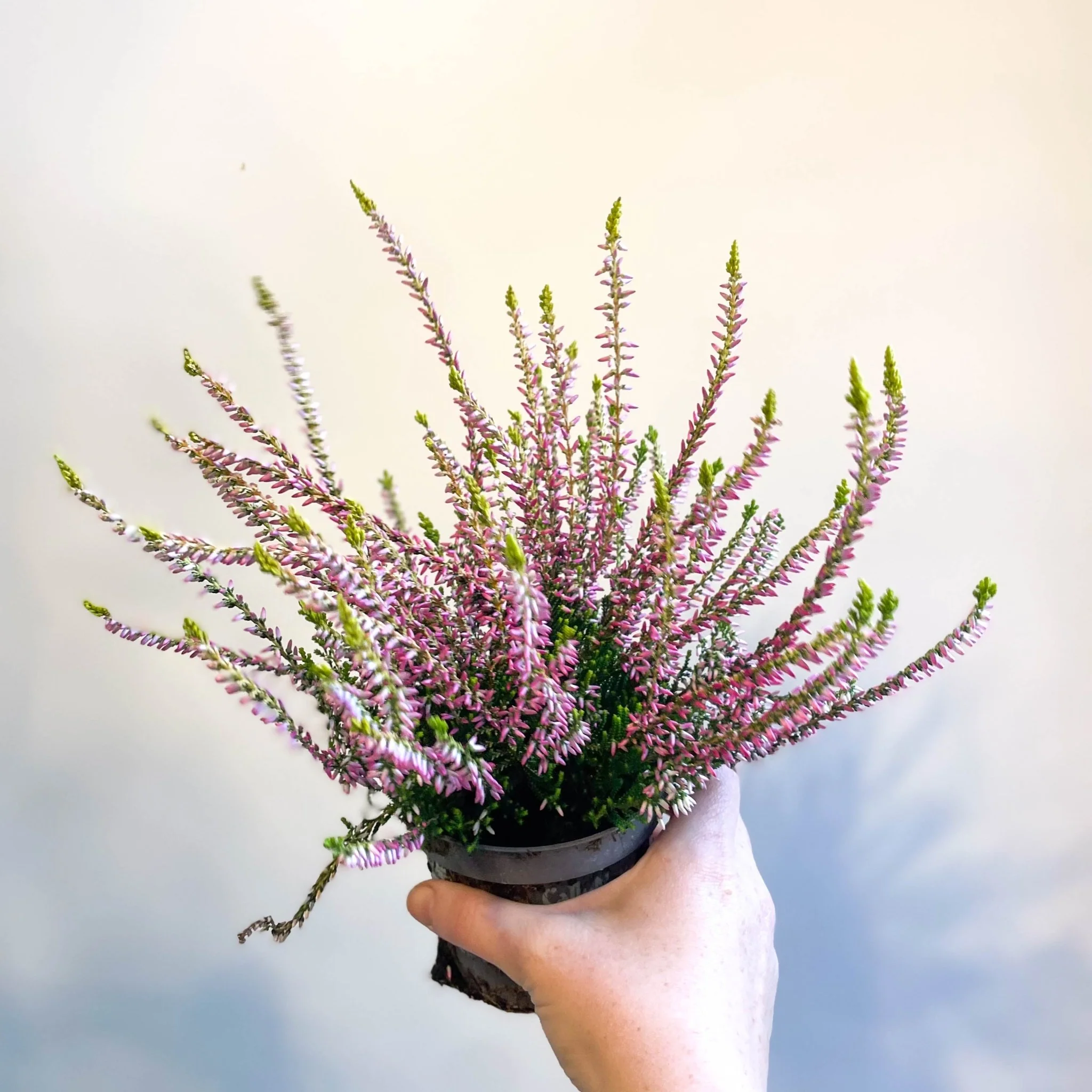 Calluna vulgaris 'Nova Gold' - Heather - Image 6