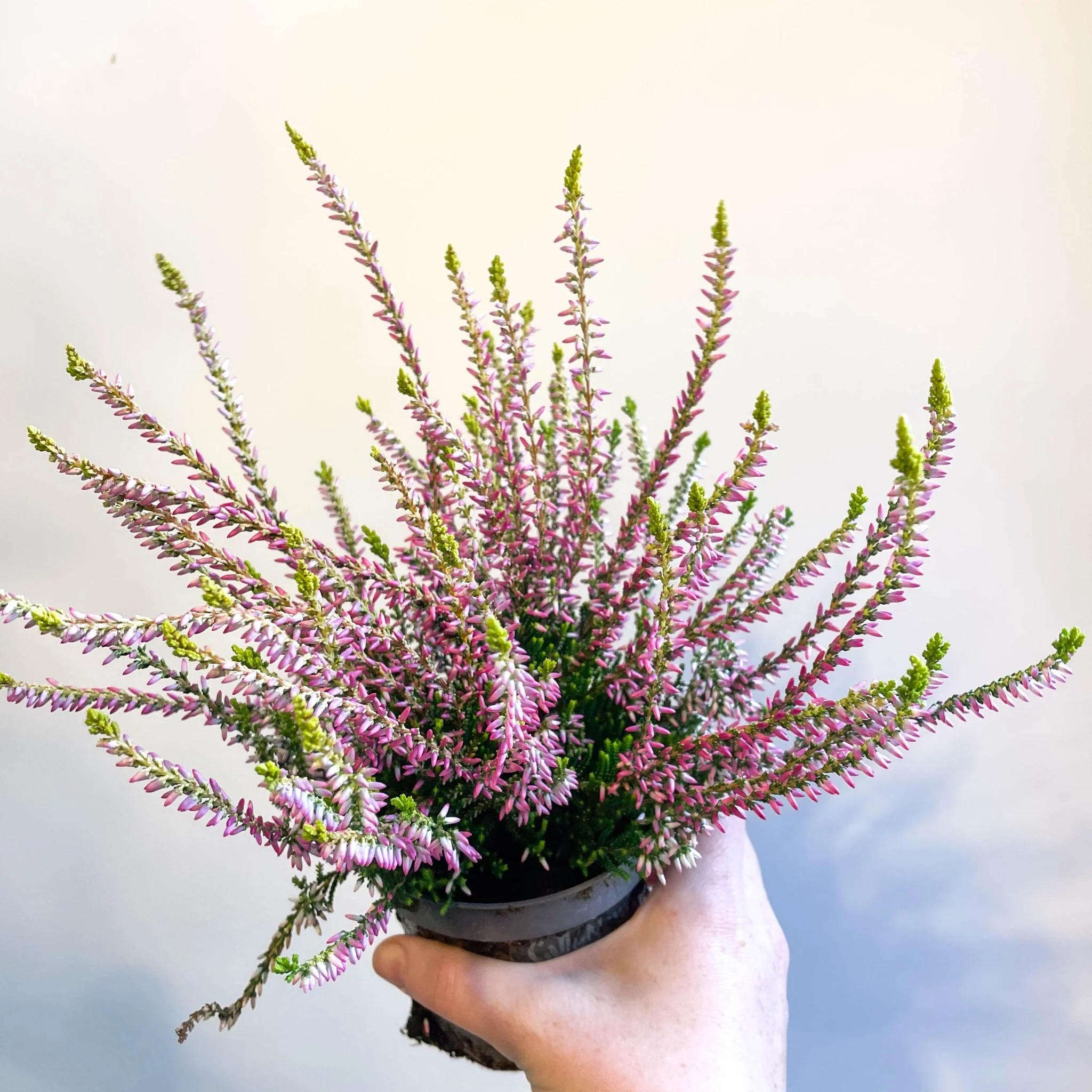 Calluna vulgaris 'Nova Gold' - Heather - Image 7