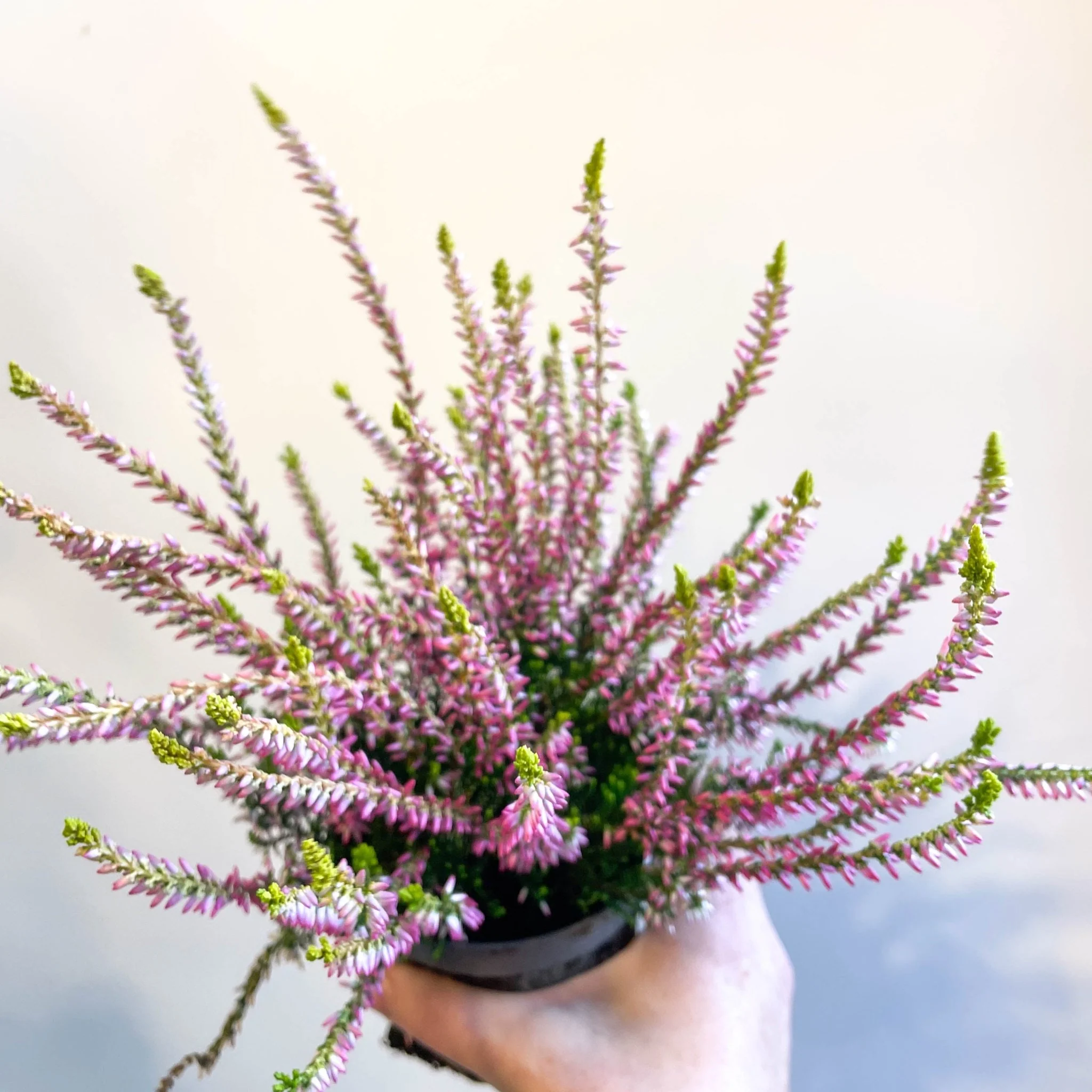 Calluna vulgaris 'Nova Gold' - Heather - Image 8