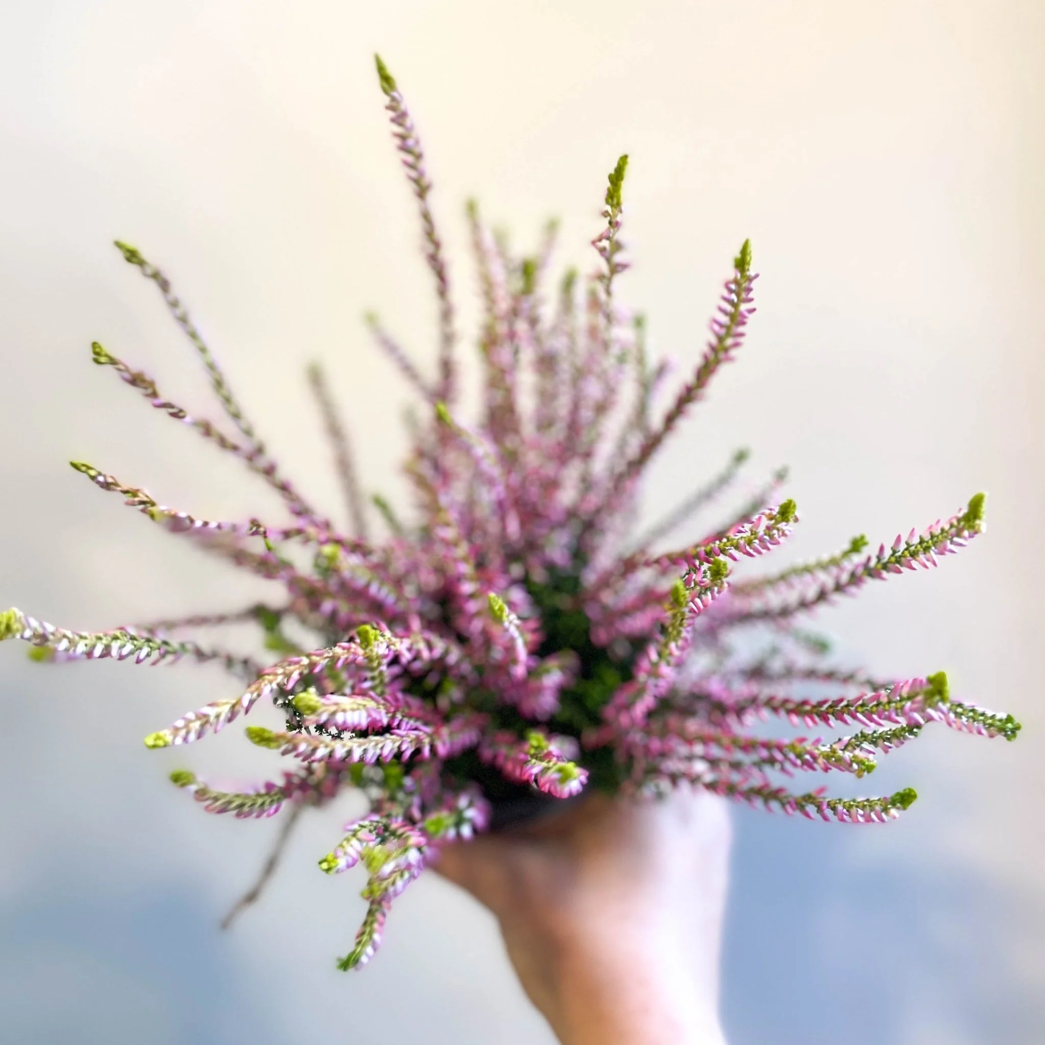 Calluna vulgaris 'Nova Gold' - Heather - Image 9
