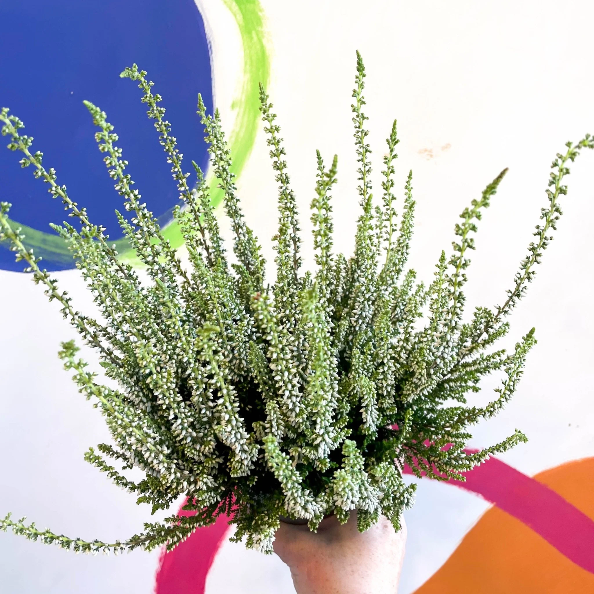 Calluna vulgaris 'Wibos Weiss' - Heather