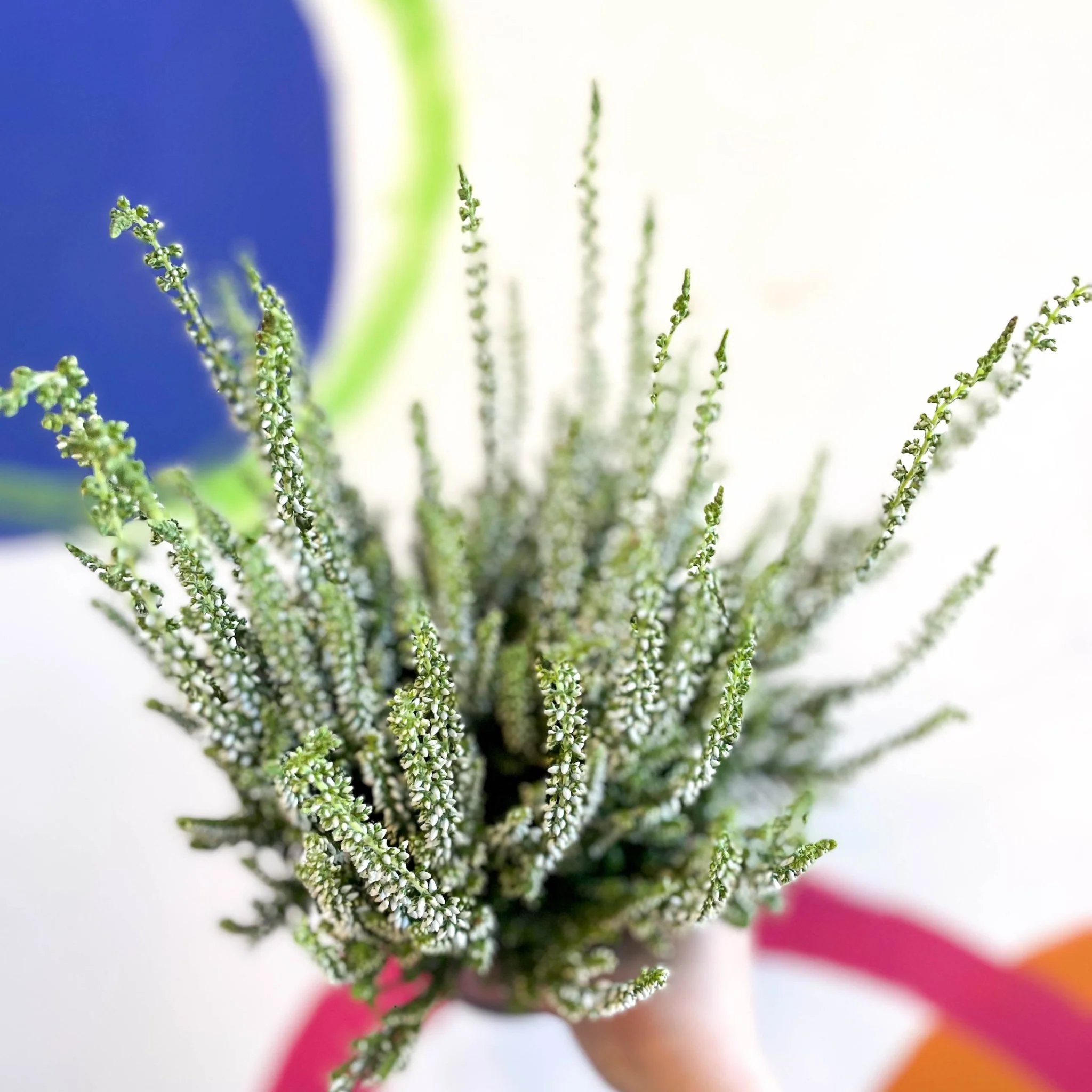 Calluna vulgaris 'Wibos Weiss' - Heather - Image 10