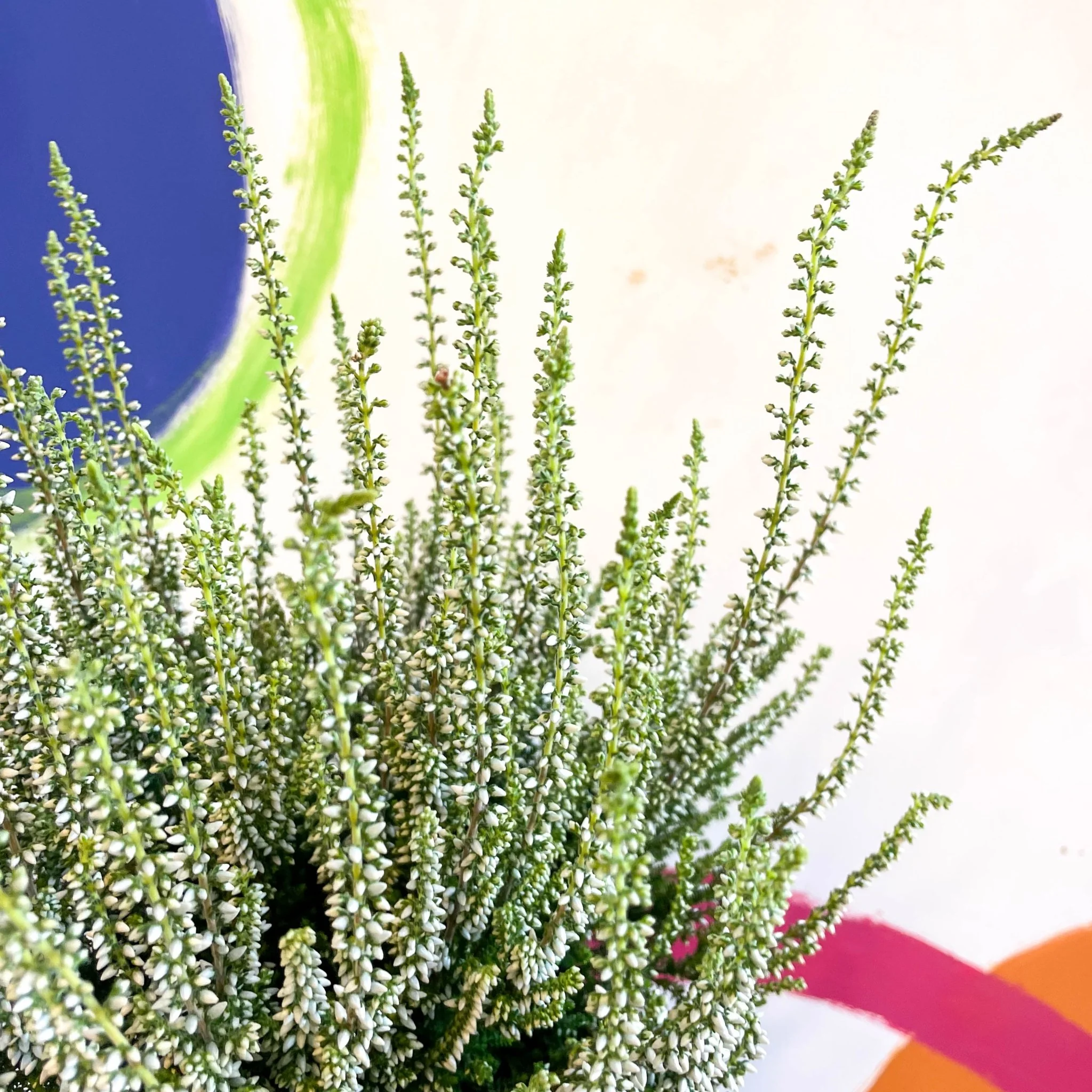Calluna vulgaris 'Wibos Weiss' - Heather - Image 2