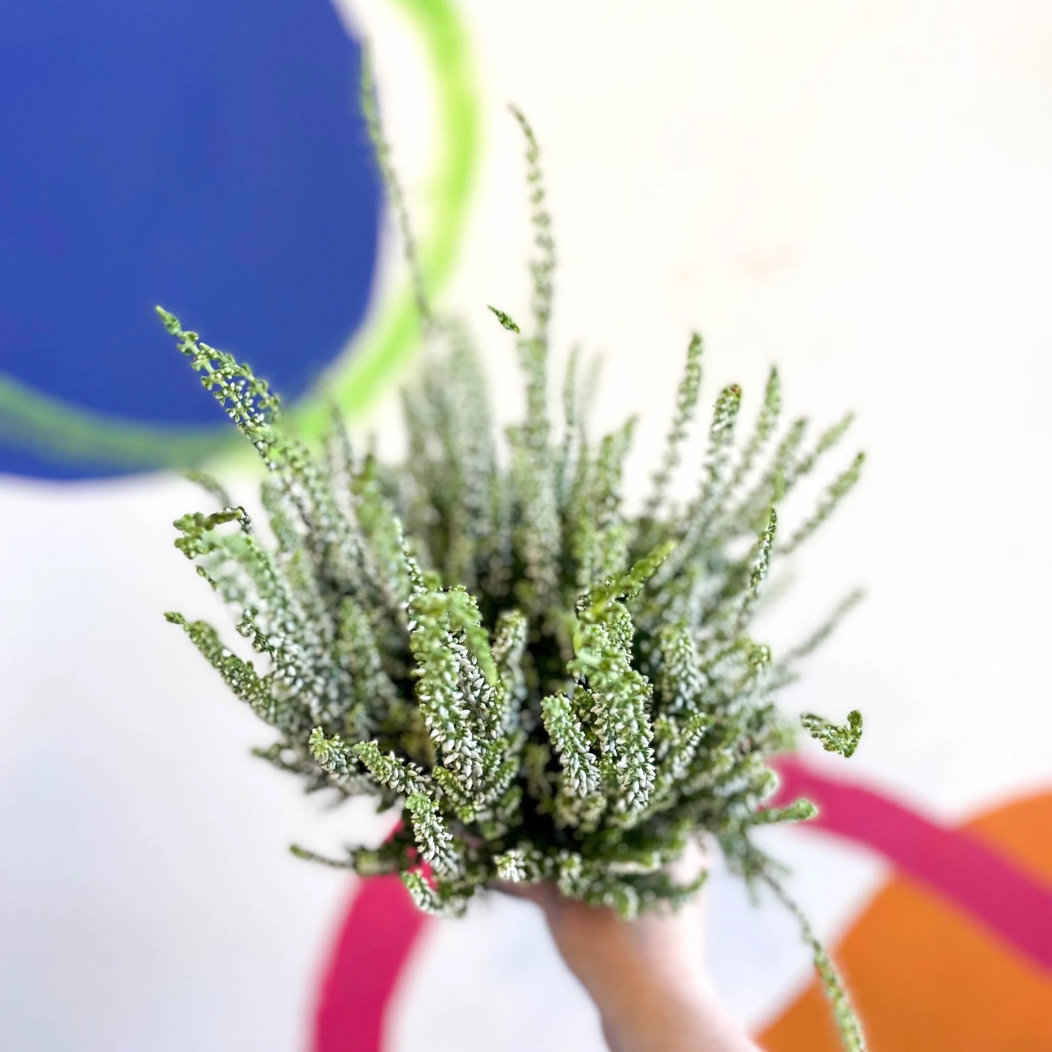 Calluna vulgaris 'Wibos Weiss' - Heather - Image 3